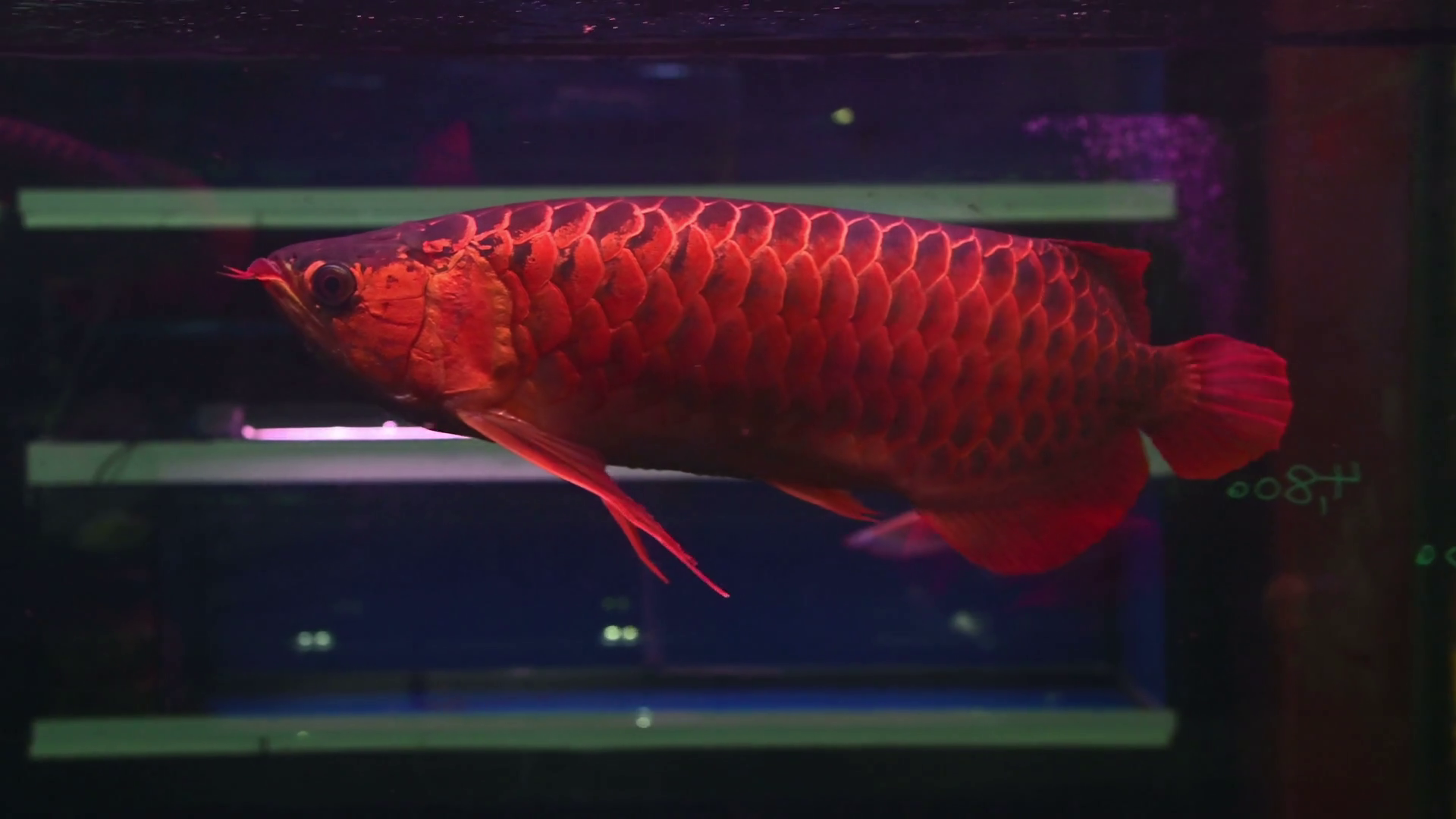 4k Fish Arowana Float And Swim Showing It Beautiful Biology Wallpaper & Background Download