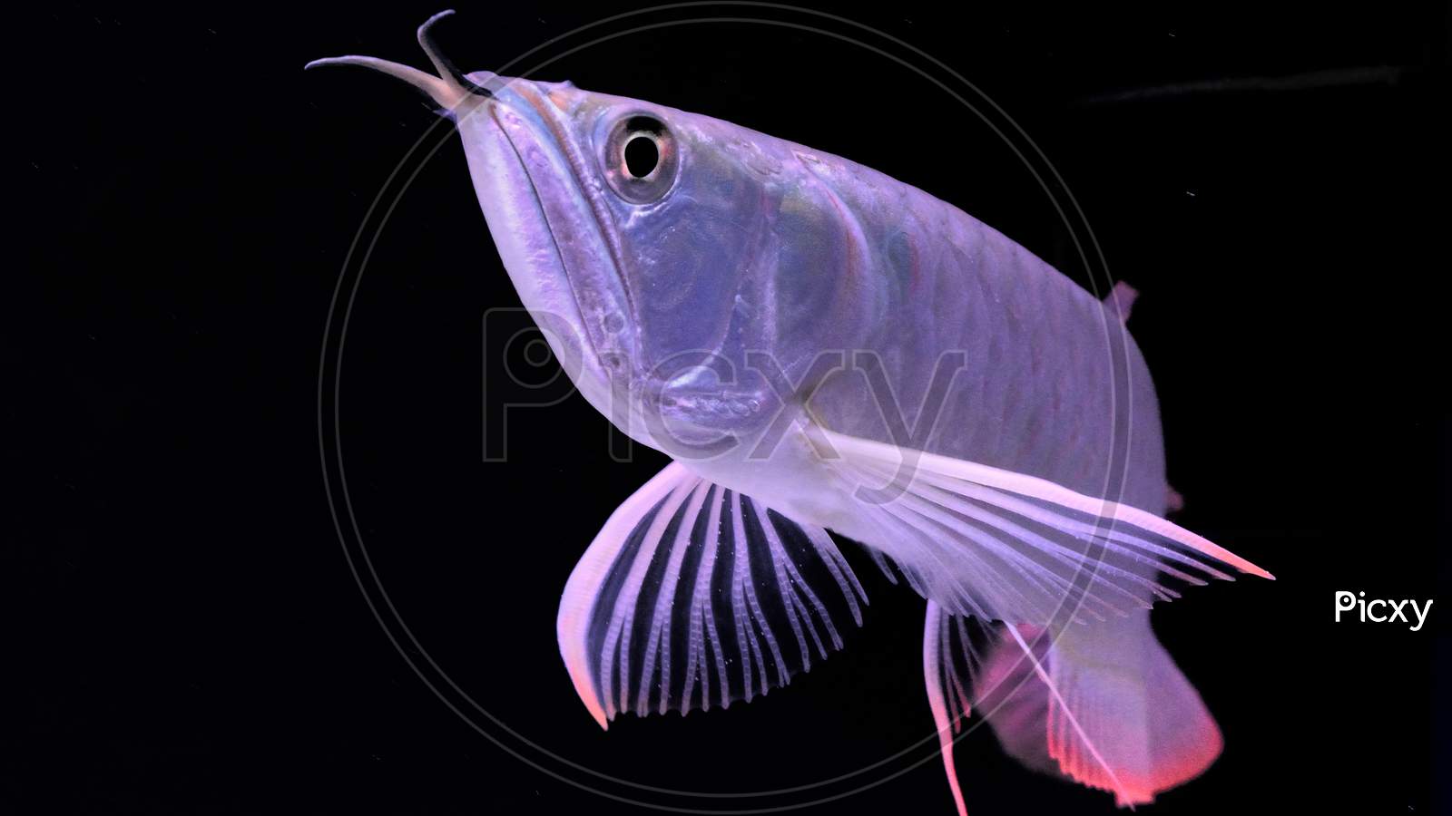 Image Of A Close Up Of Silver Arowana Fish With Black Background AX281675 Picxy