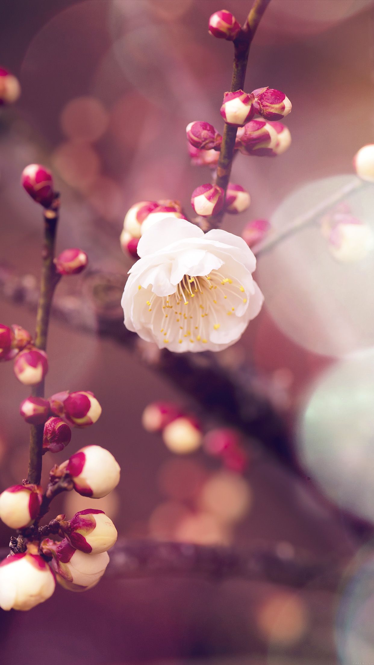 Apricot Flower Bud Flare Spring Nature Twigs Tree Android Blossom Wallpaper HD iPhone 8 Plus