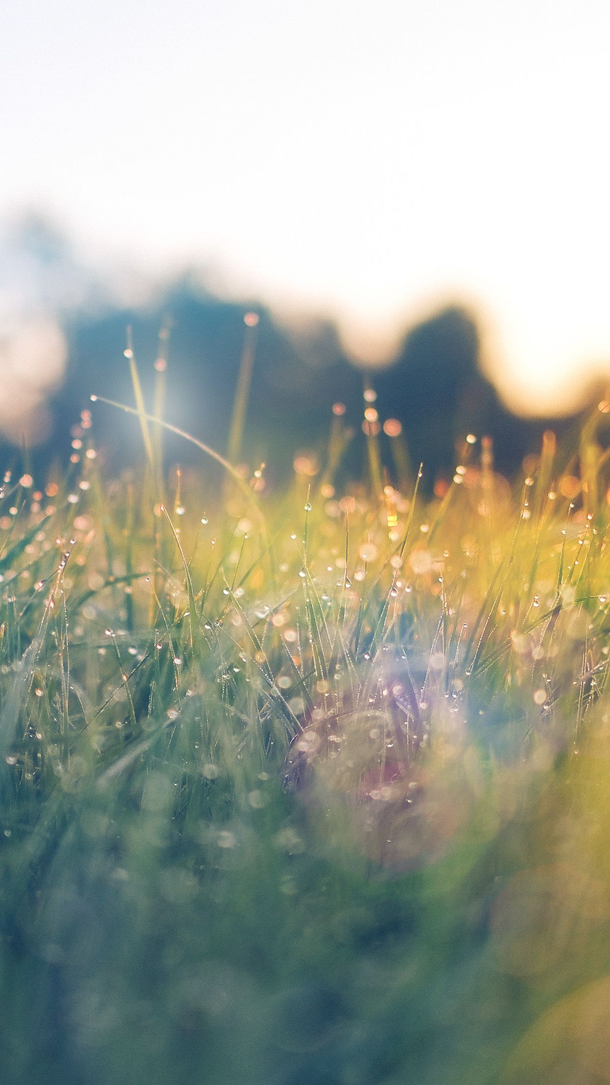 iPhone X wallpaper. lawn green nature sunset light bokeh spring flare happy