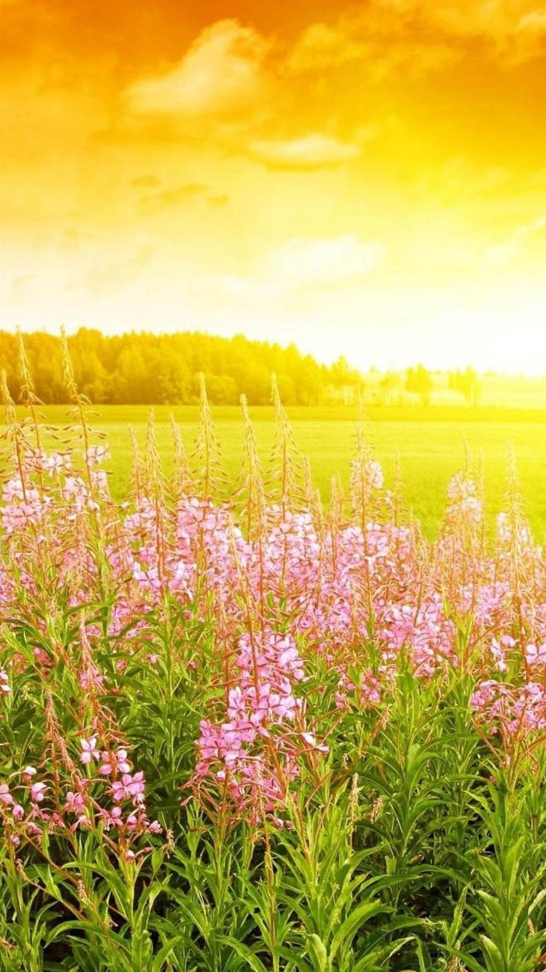 Brilliant Golden Sunshine Spring Flower Bloom Fiel IPhone 6 6S 7 Plus Wallpaper And IPhone 8 Plus Wallpaper