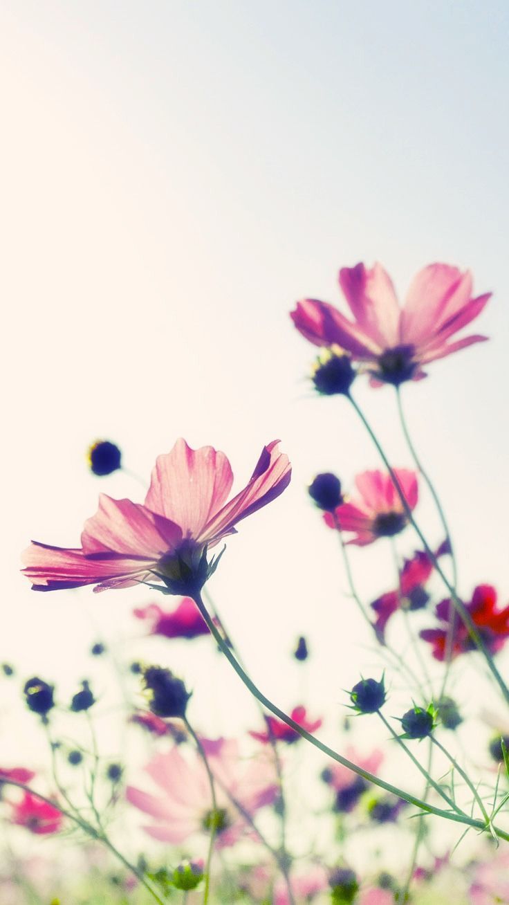 Pretty Flowers iPhone Wallpaper