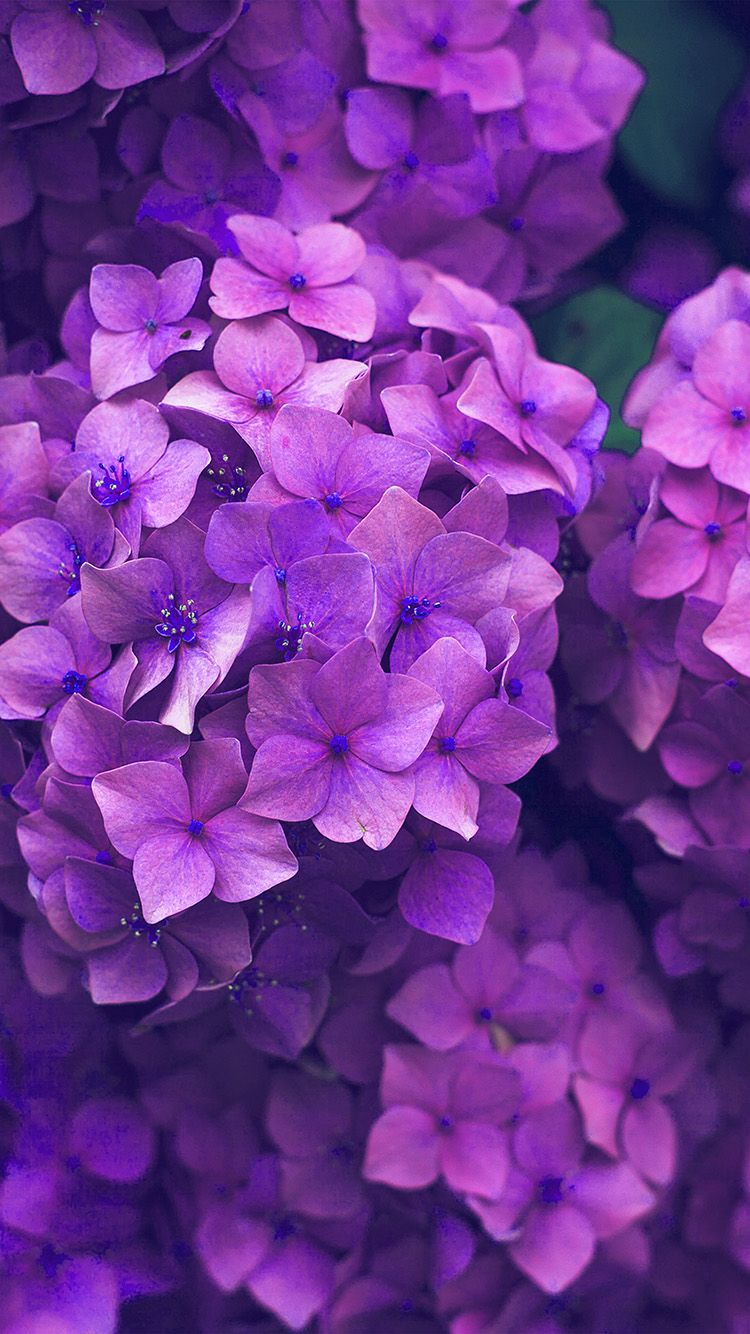 iPhone wallpaper. flower spring pink purple nature
