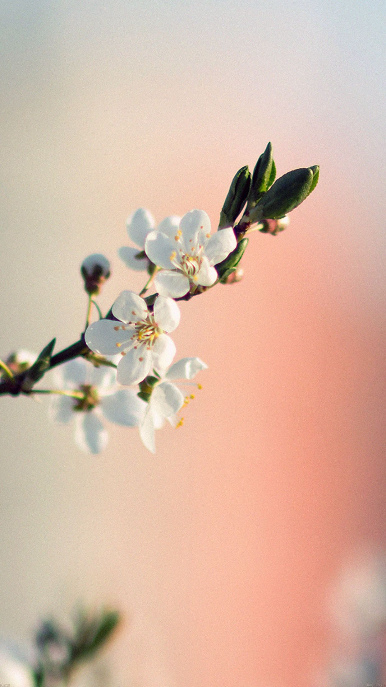 spring flower white delight