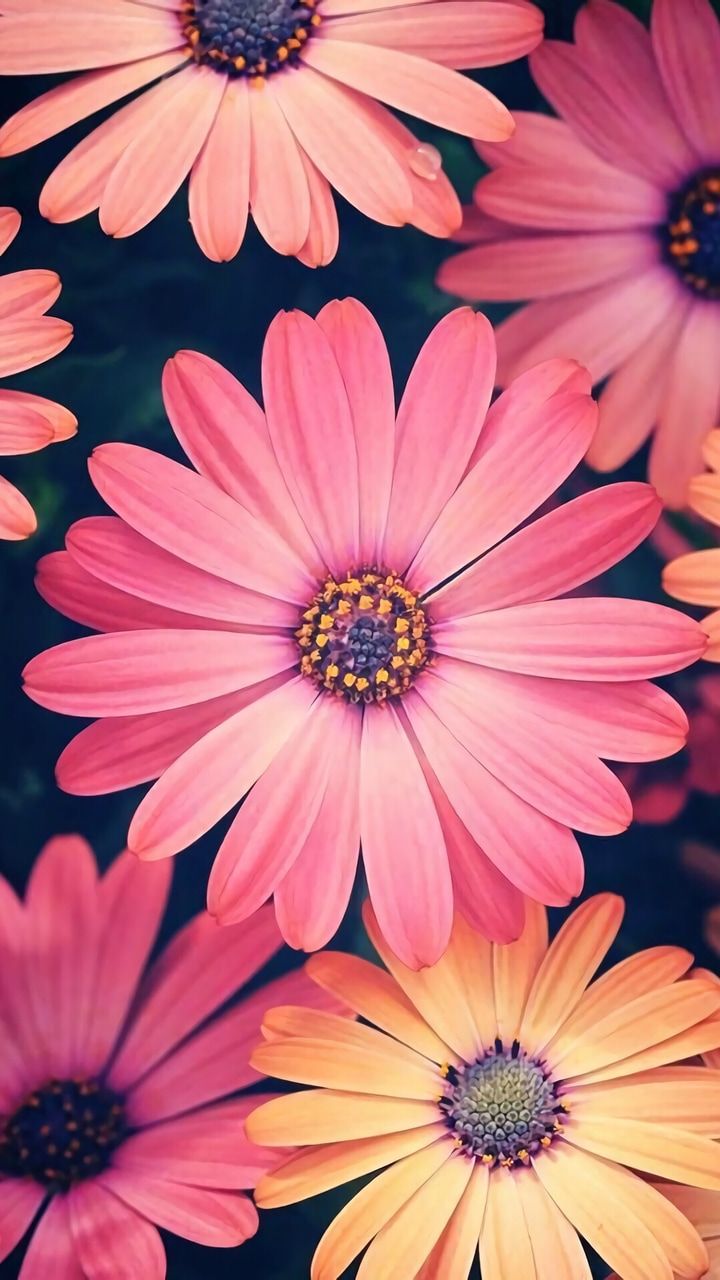 Image about flower in wallpaper iPhone 8 Plus