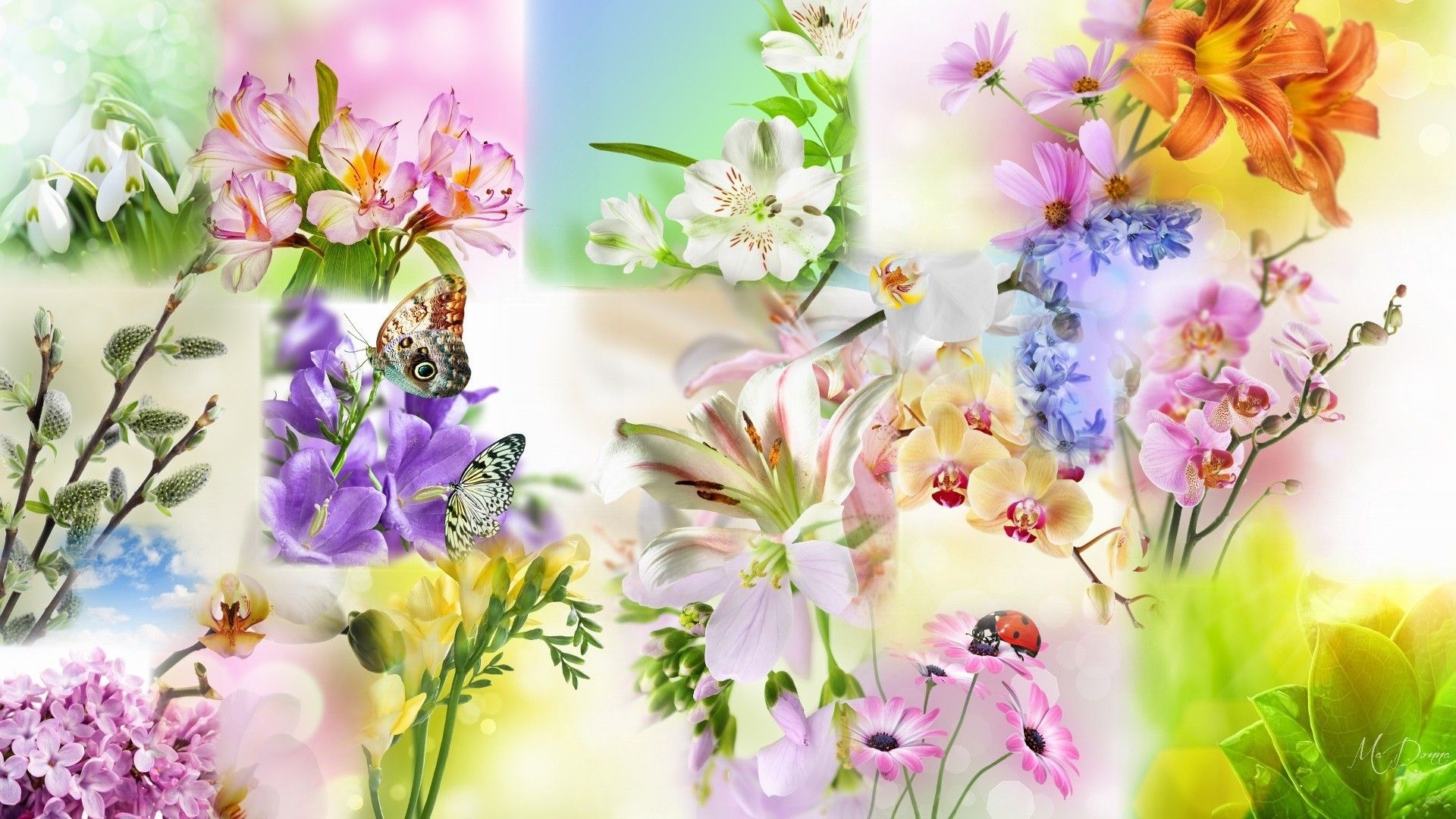 Free download 74 Spring Flower Wallpaper [1920x1080] for your Desktop, Mobile & Tablet. Explore Spring Flower Wallpaper. Spring Picture For Wallpaper, Free Spring Wallpaper For Desktop, Spring Wallpaper