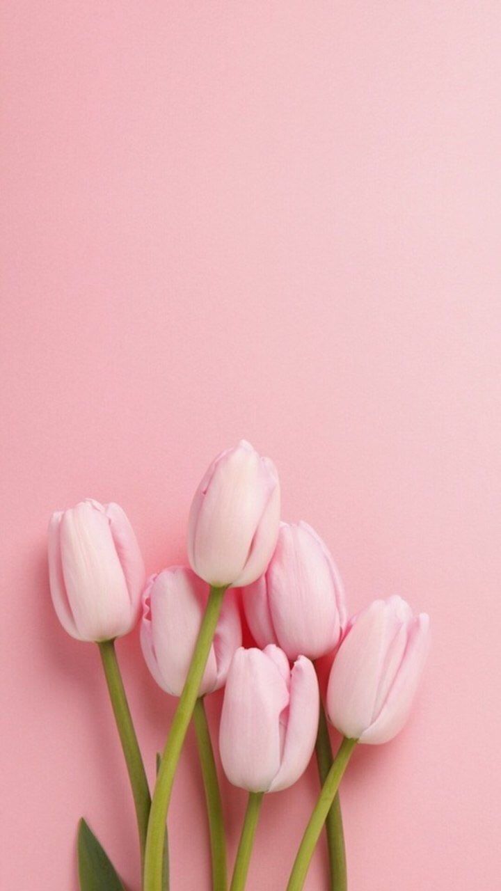 Pastel Tulips Wallpaper Free Pastel Tulips Background