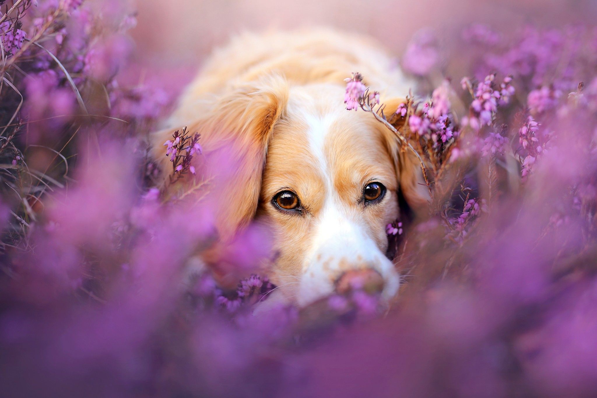 Cute Dog In Flowers, HD Animals, 4k Wallpaper, Image, Background, Photo and Picture