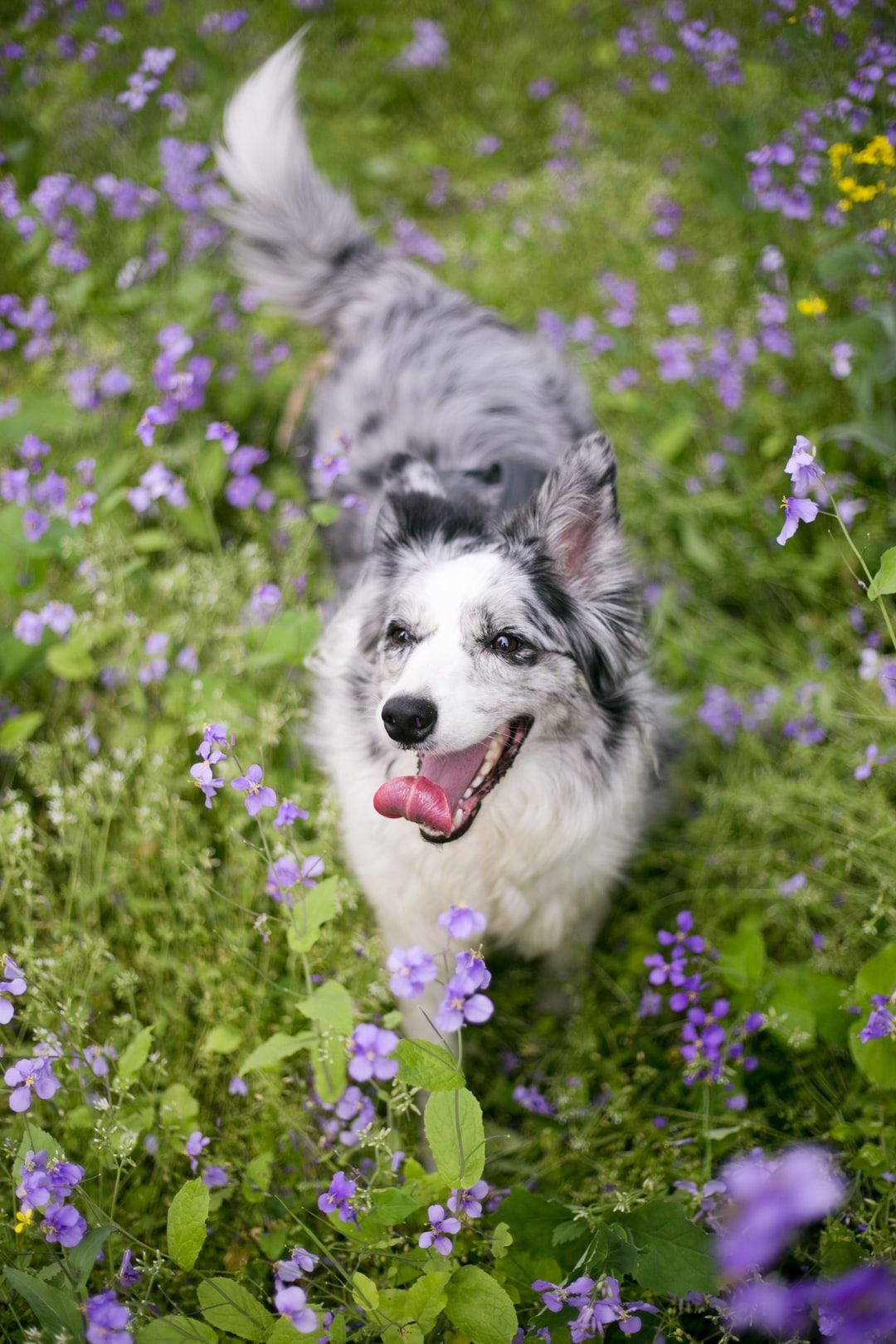 Dog In Flower Picture. Download Free Image