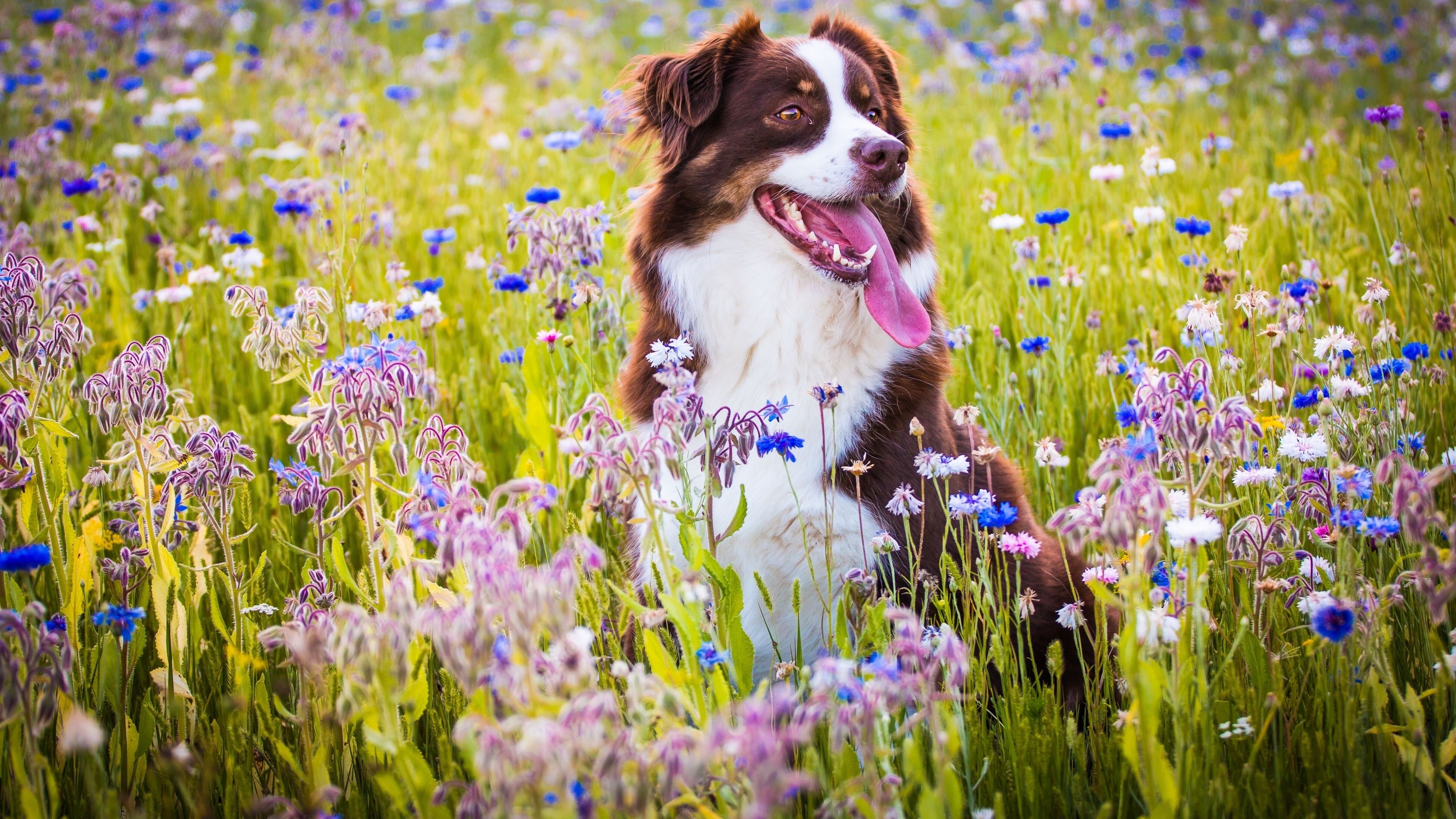 dog face, dog, nature, summer, flowers field, adorable, grass, flowers, dogs wallpaper