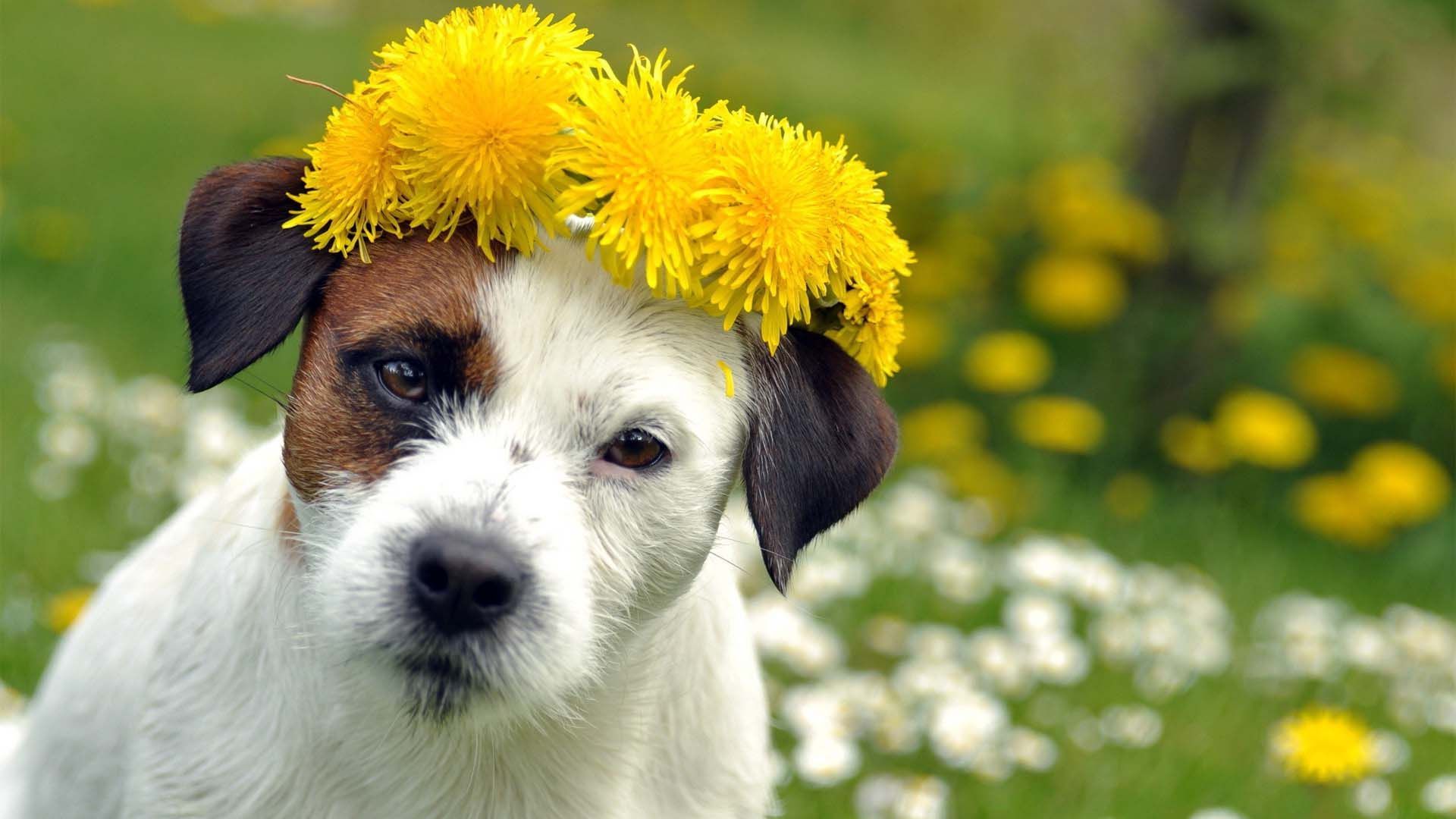 Dog In A Flower Garden Wallpaper