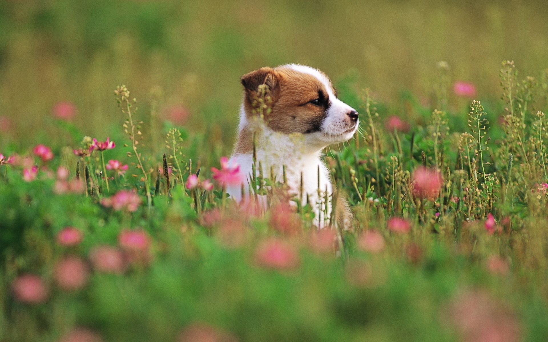 Puppy Dog On Flower Grass Field Wallpaper