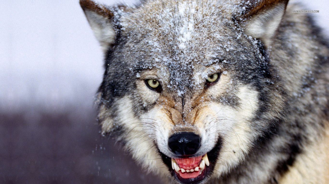 Scary Wolf Wallpaper Teeth Image Snow
