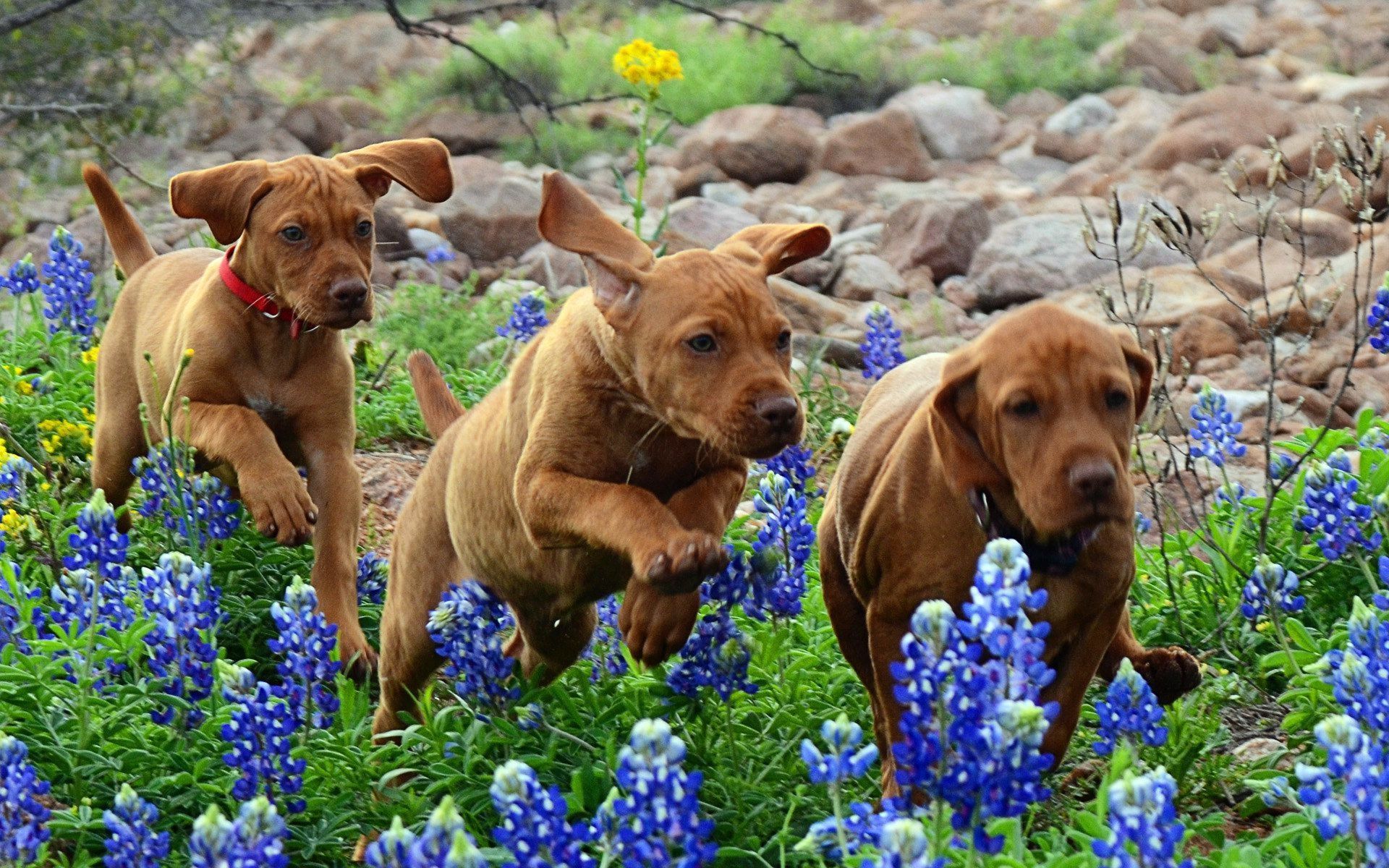 Flowers and Puppies Wallpaper