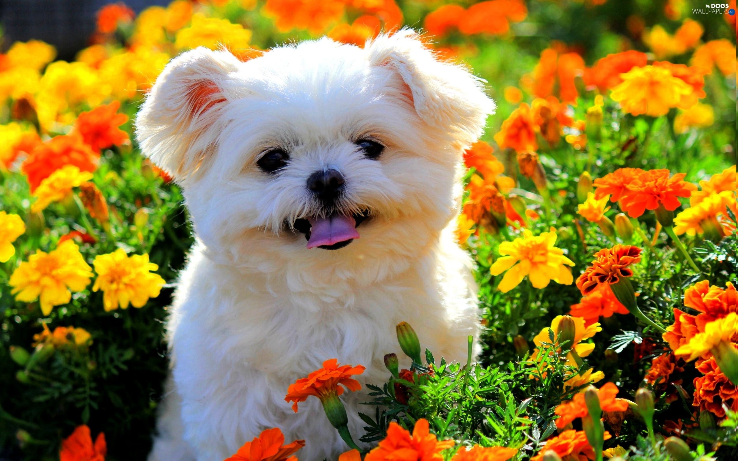 Download wallpaper Maltese Dog, puppy, flowers, white dog, cute animals, pets, dogs, Maltese for desktop with resolution 2560x1600. High Quality HD picture wallpaper