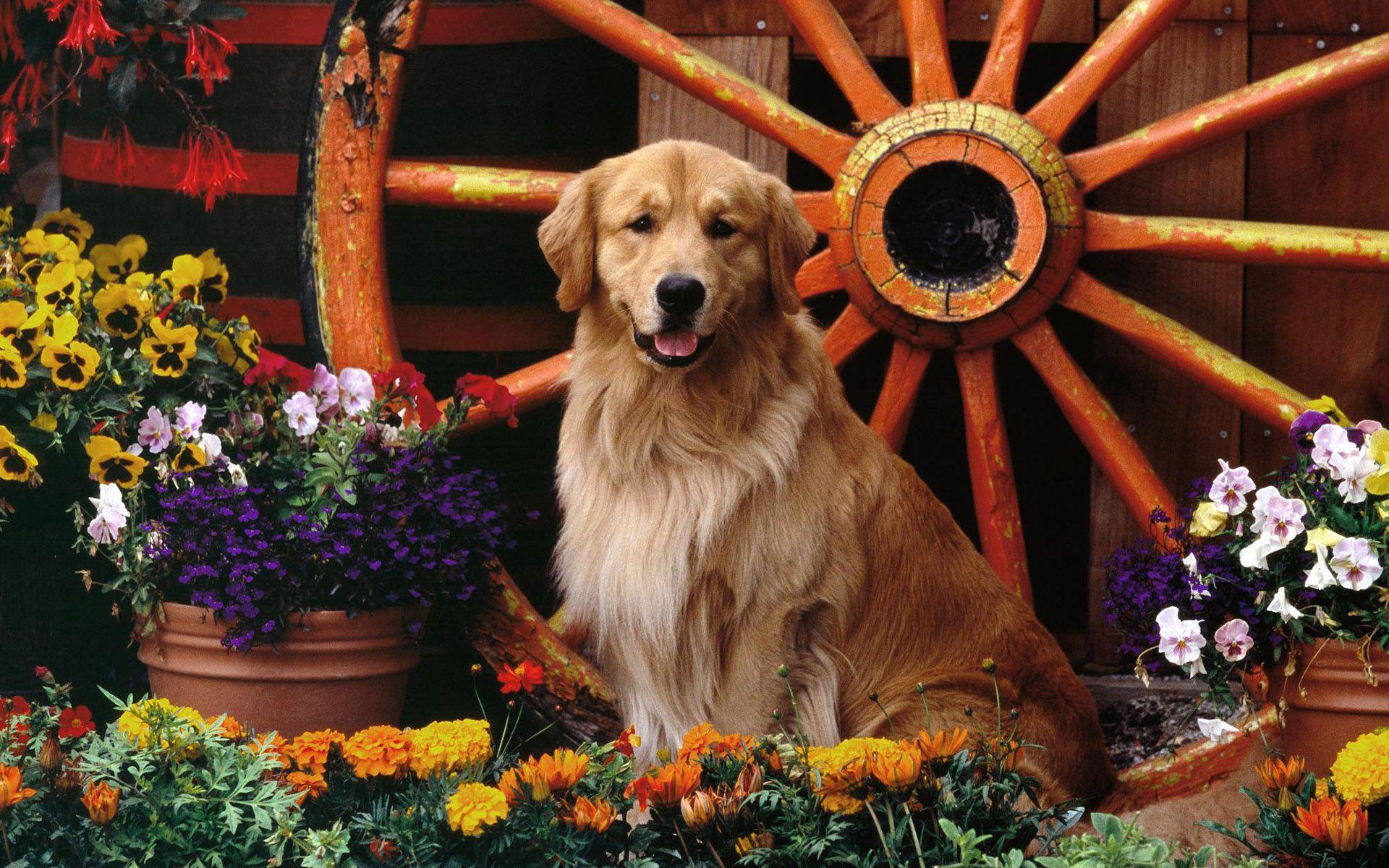 Golden Retriever In The Flower Garden Retriever HD Wallpaper Dogs