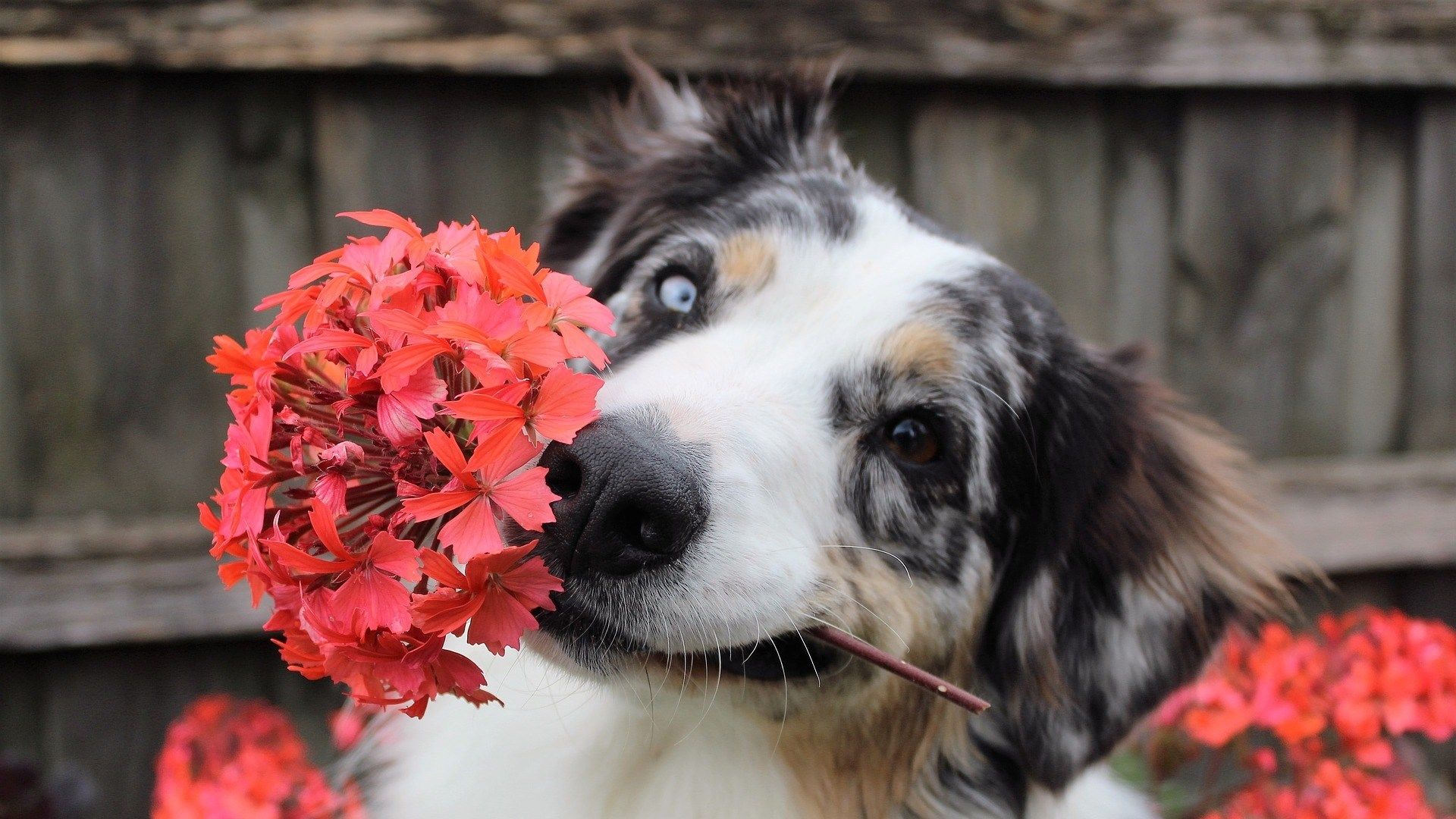 Dogs With Flowers Wallpapers - Wallpaper Cave