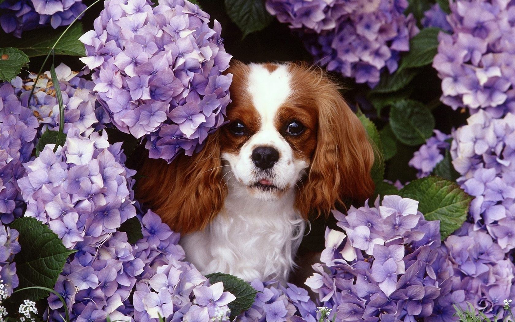 Flowers animals dogs purple flowers king charles spaniel wallpaperx1050