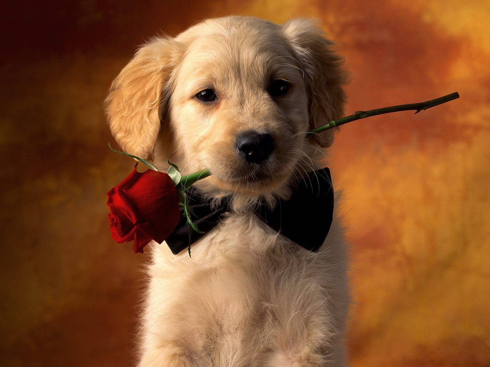 Dog With Flower wallpaper