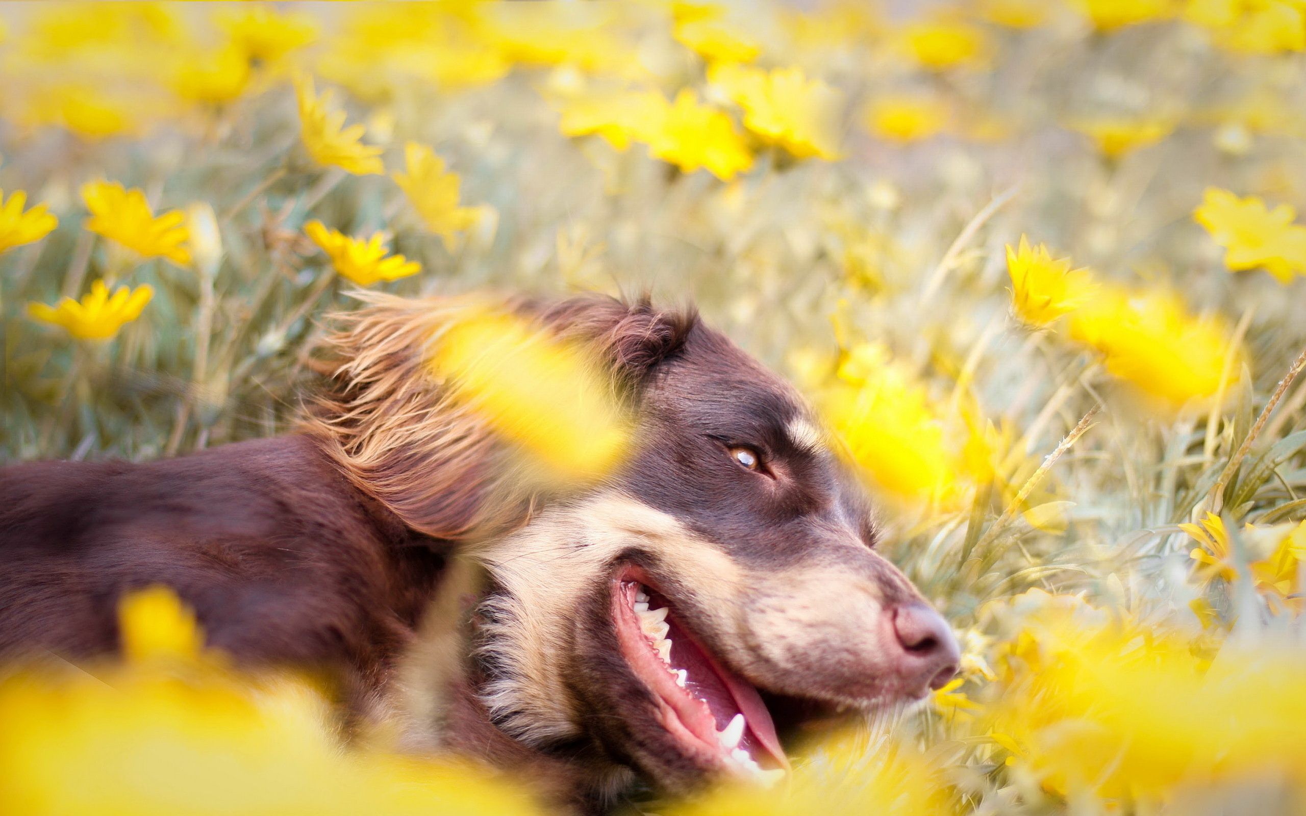 Yellow Flower Field The On Dog Wallpaper