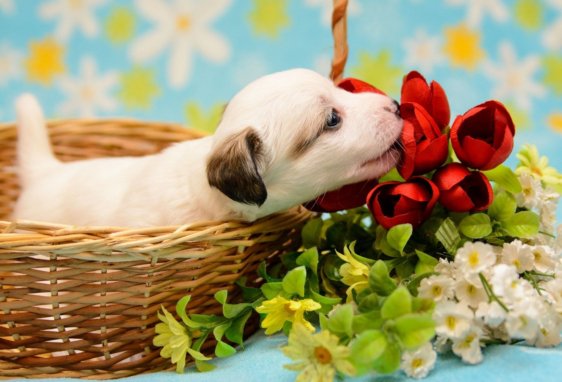 dog, Puppy, Baby, Crumb, Basket, Flowers Wallpaper HD / Desktop and Mobile Background