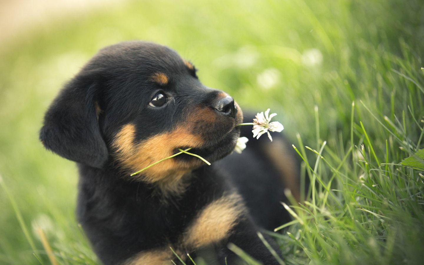 Picture Of Dogs with Flowers in the Mouth # 1440x900. All For Desktop