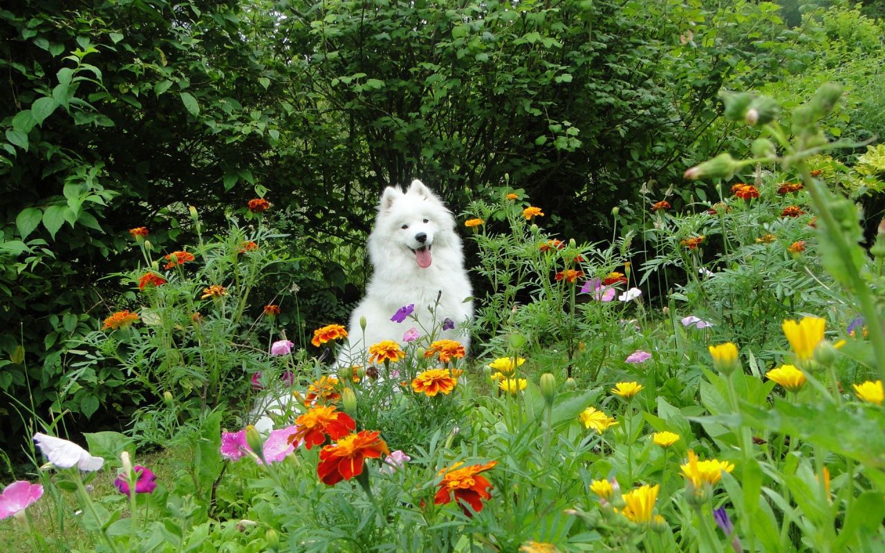 White dog runs on flowers Desktop wallpaper 1280x800