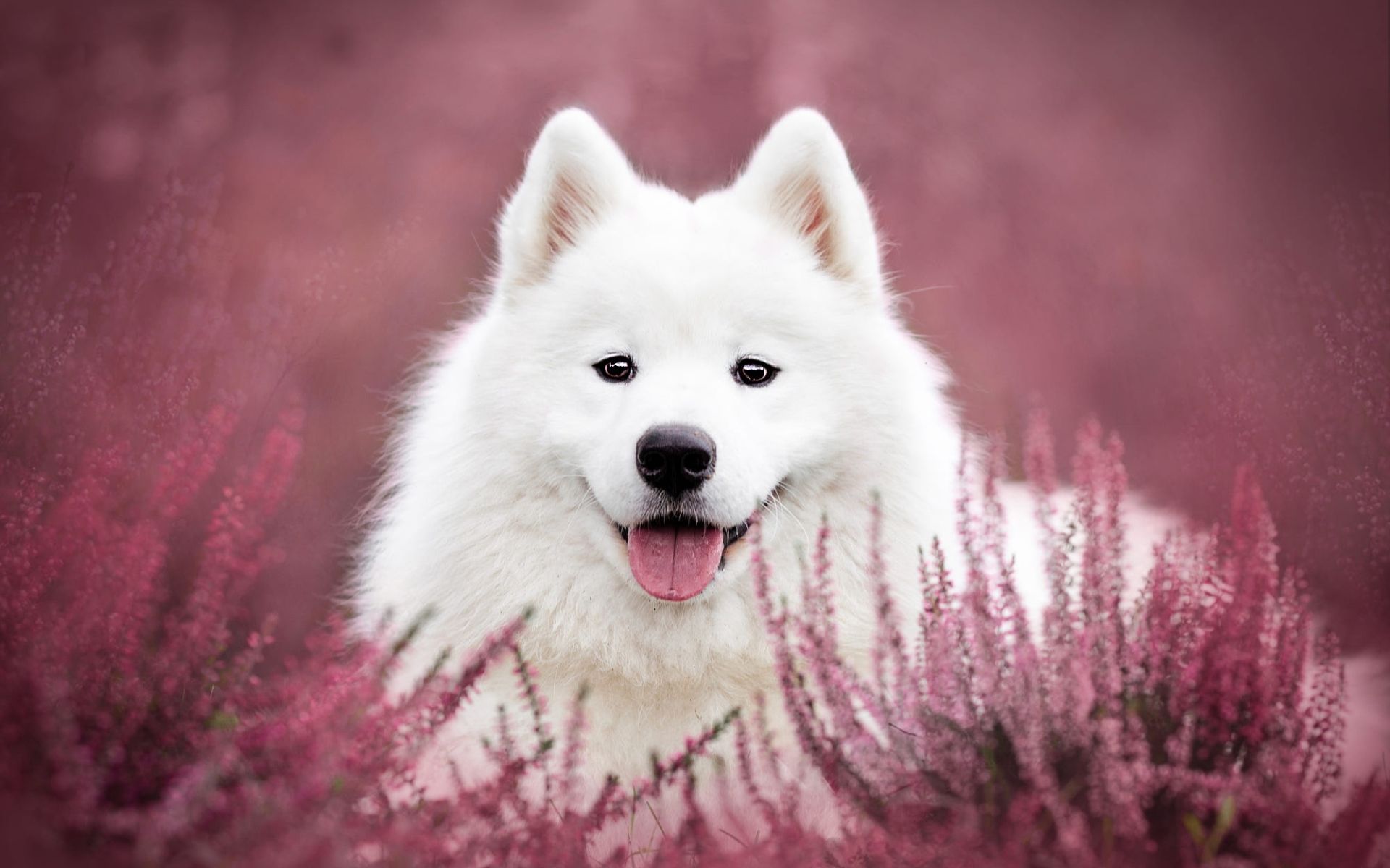 Wallpaper Of Dog Flower, Pet, Samoyed, Stare Background Wallpaper HD Wallpaper & Background Download
