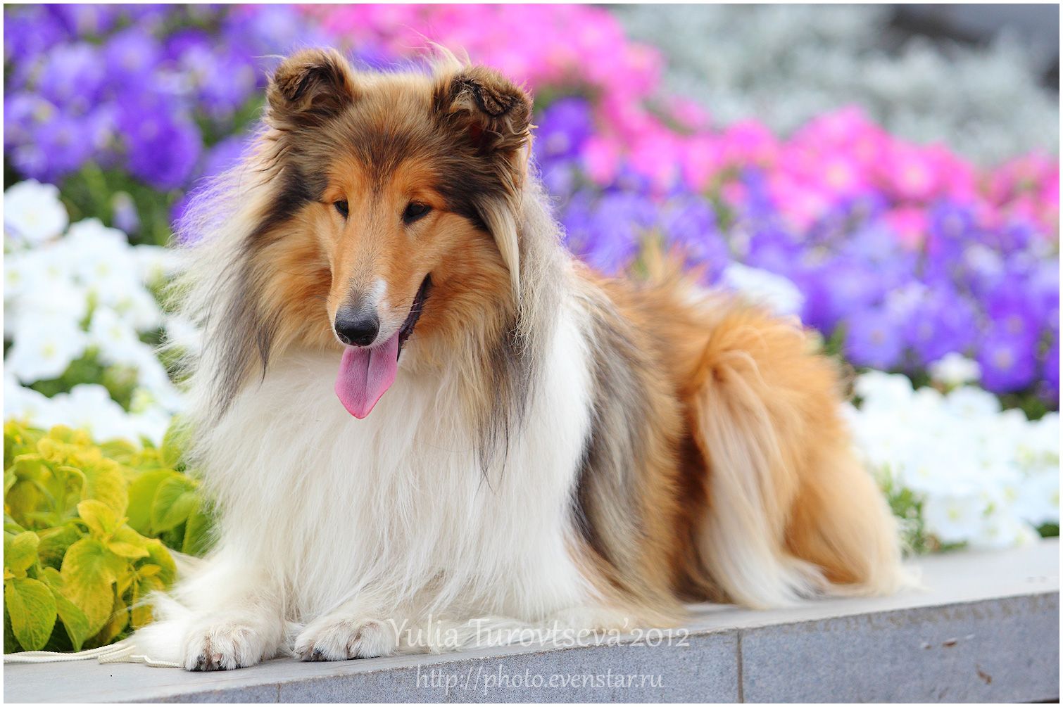 Collie Rough dog in flowers photo and wallpaper. Beautiful Collie Rough dog in flowers picture