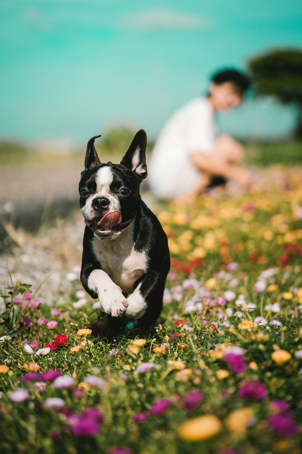 Dog In Flower Picture. Download Free Image