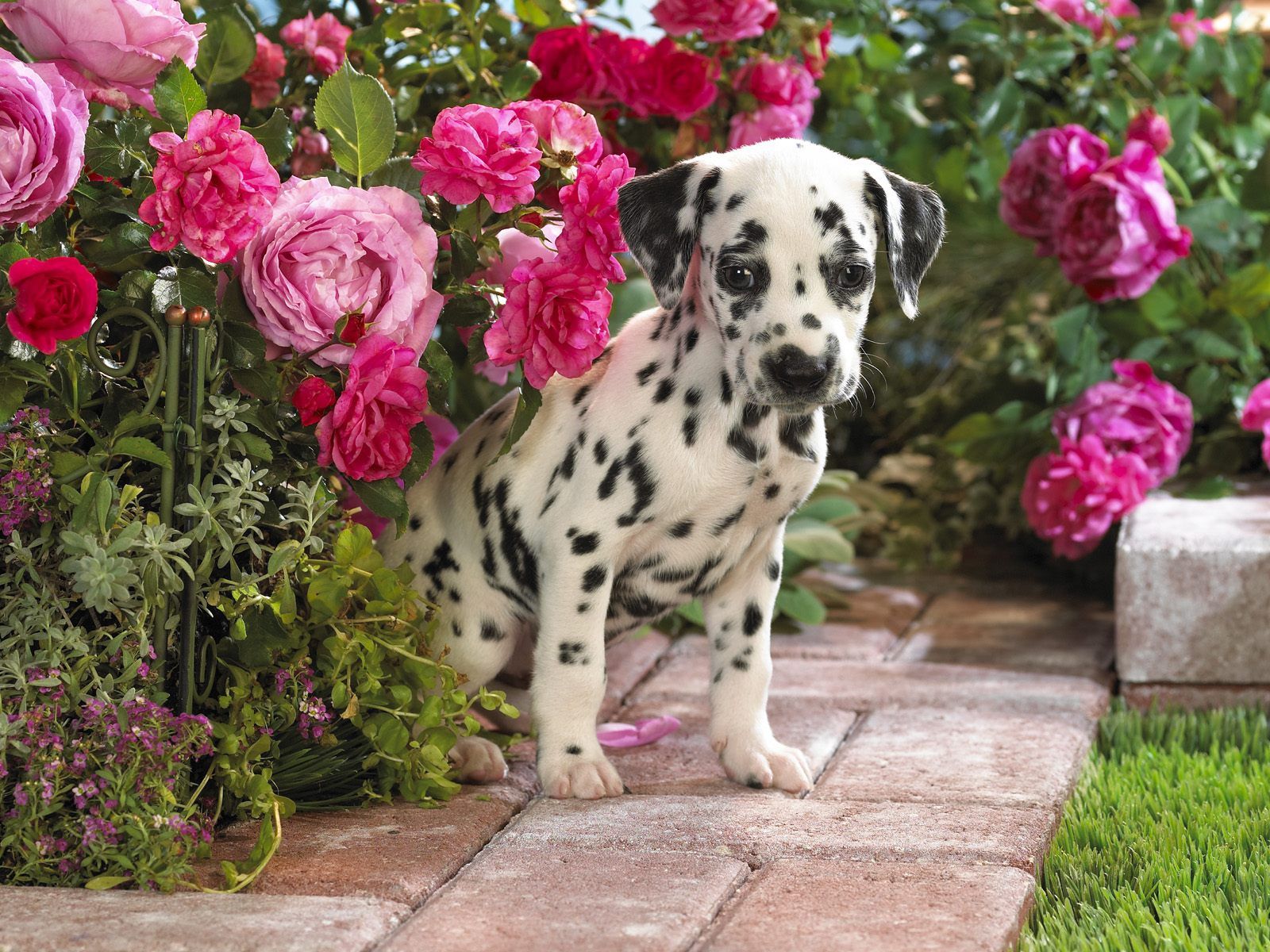 Dalmatian Puppy Flowers