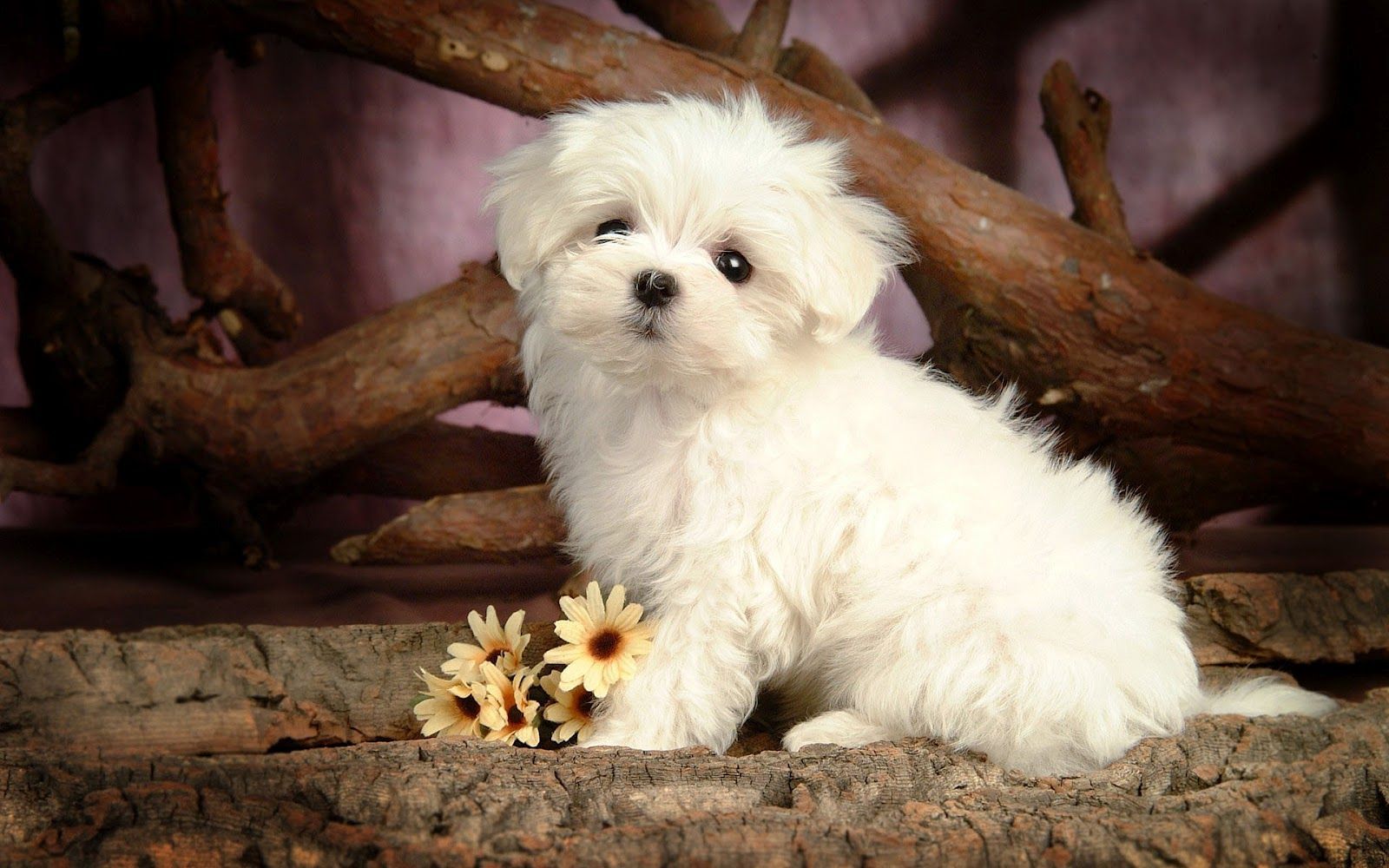 White Wallpaper Cute Puppy