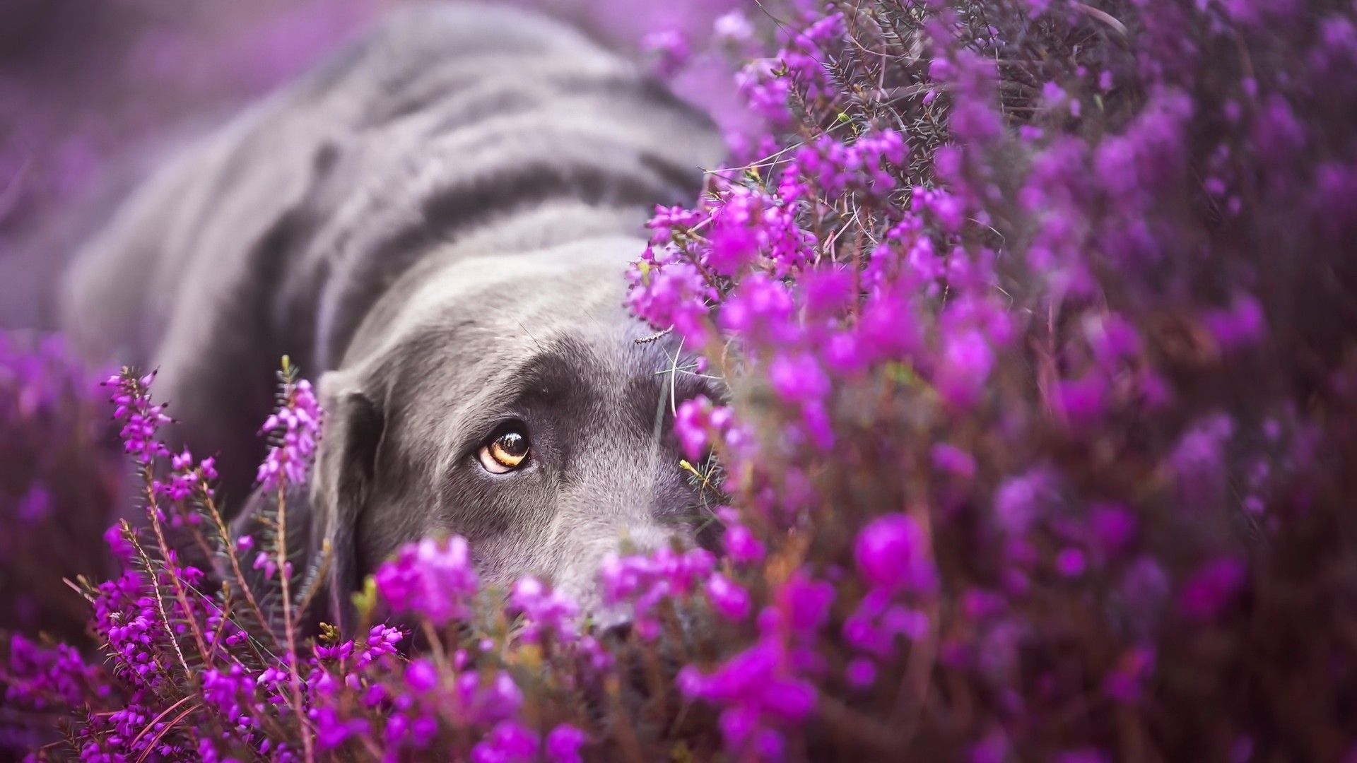 Download 1920x1080 Labrador Retriever, Sad, Lying Down, Purple Flowers, Dogs Wallpaper for Widescreen