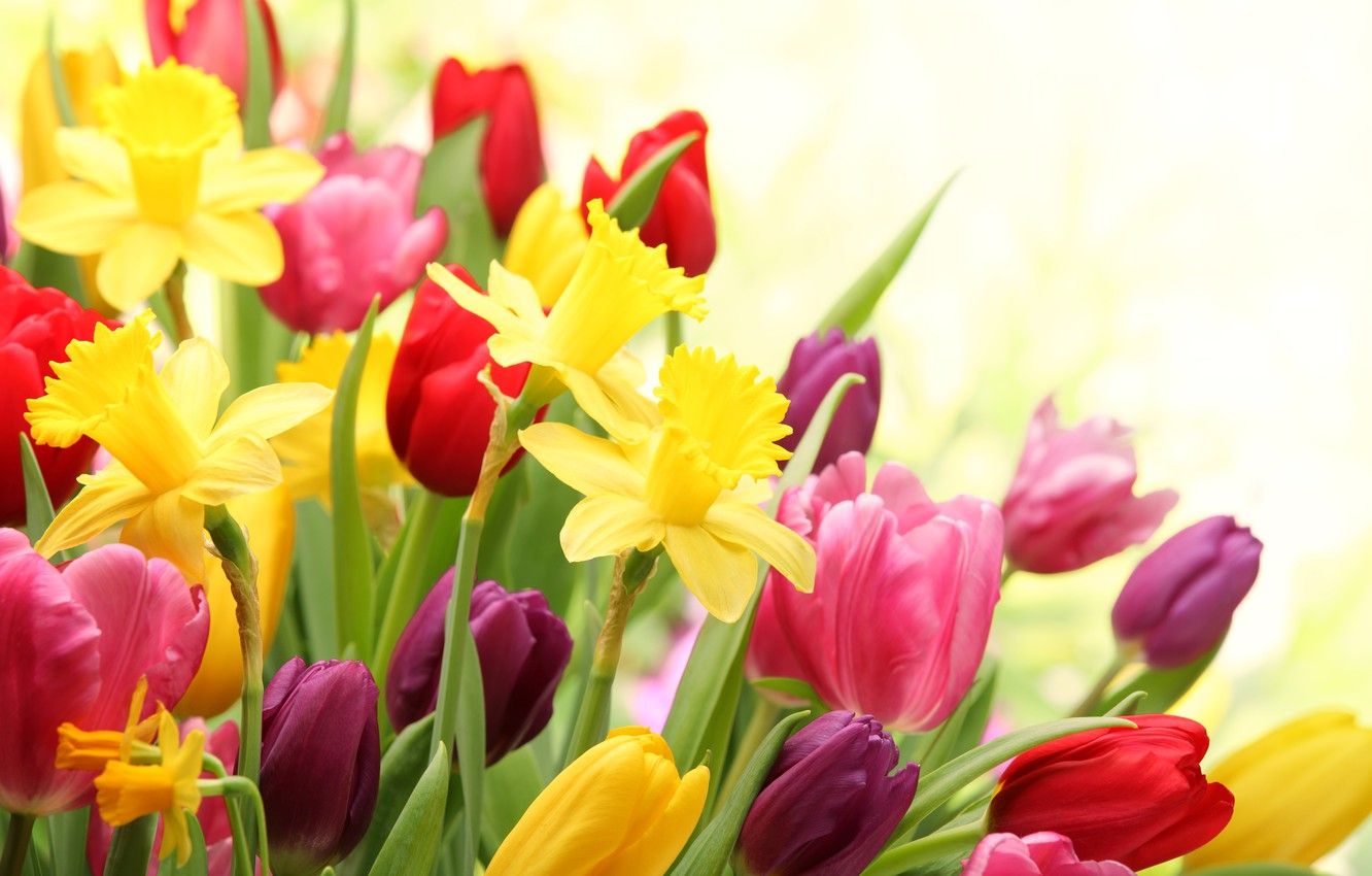 Wallpaper flowers, spring, tulips, flowering, daffodils image for desktop, section цветы