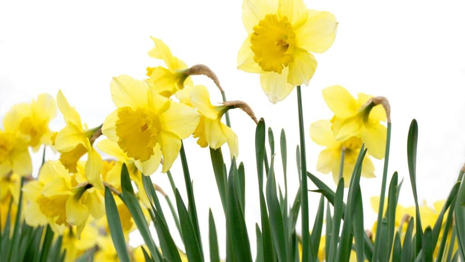 Spring Daffodil Data Src W Full E B 5 11339