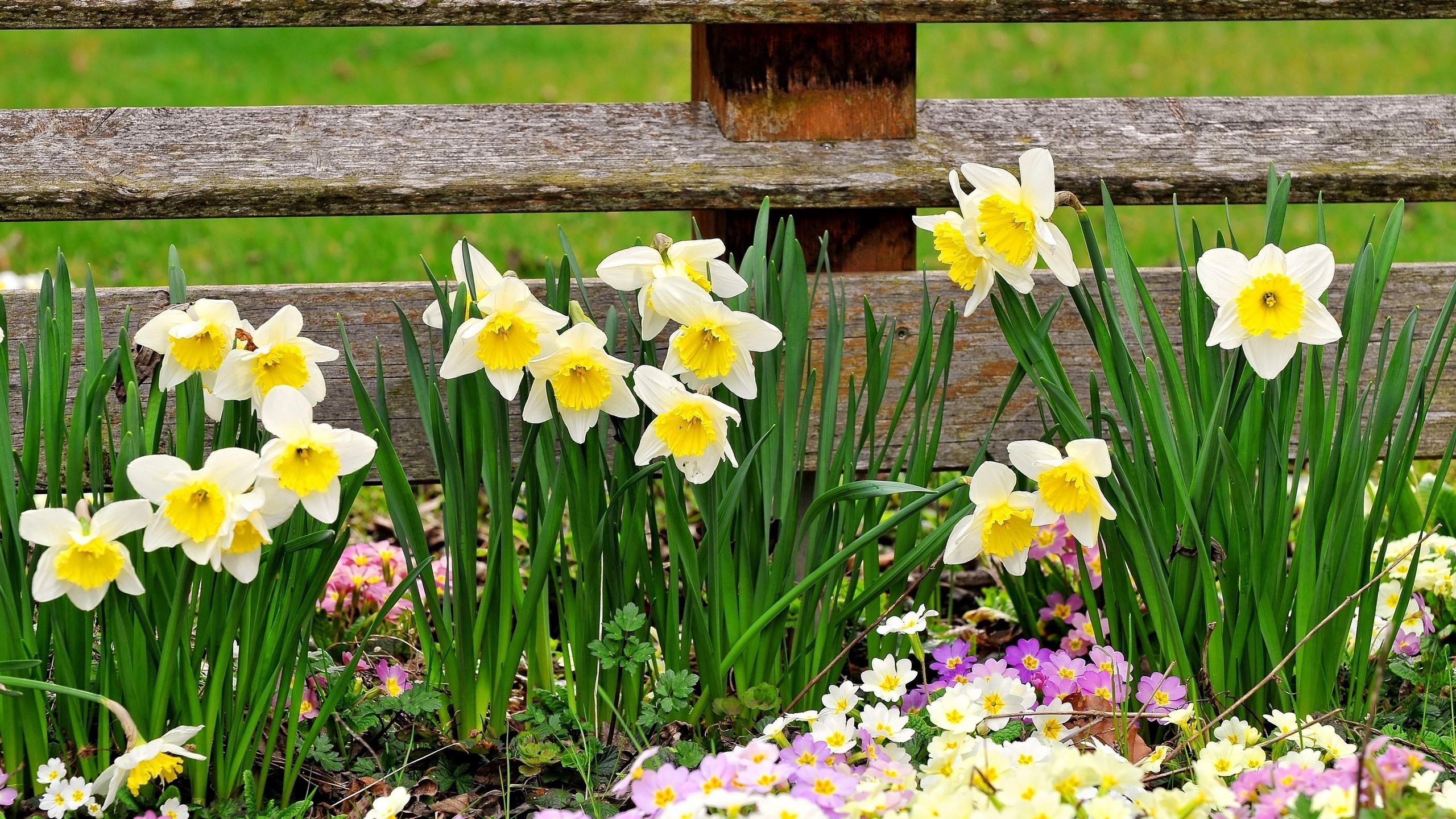 Download wallpaper 2560x1440 daffodils, primroses, flowers, fence, spring widescreen 16:9 HD background