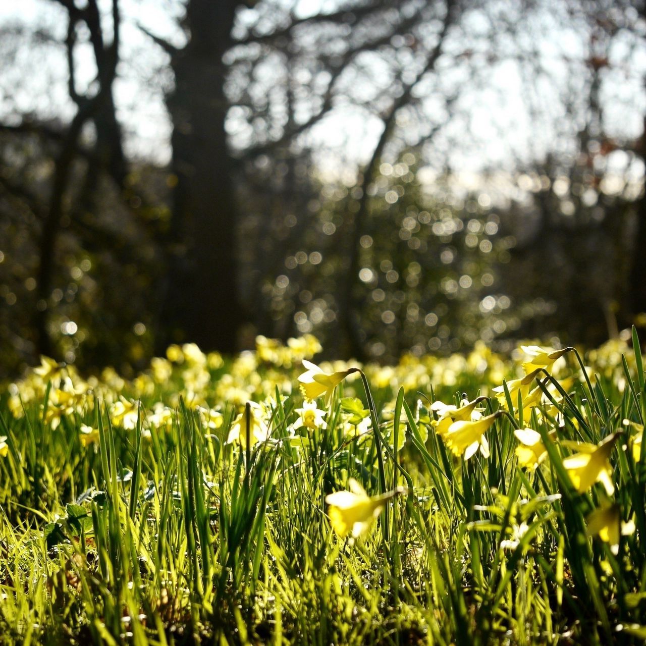 Download wallpaper 1280x1280 daffodils, spring, forest, nature, reflections ipad, ipad ipad mini for parallax HD background