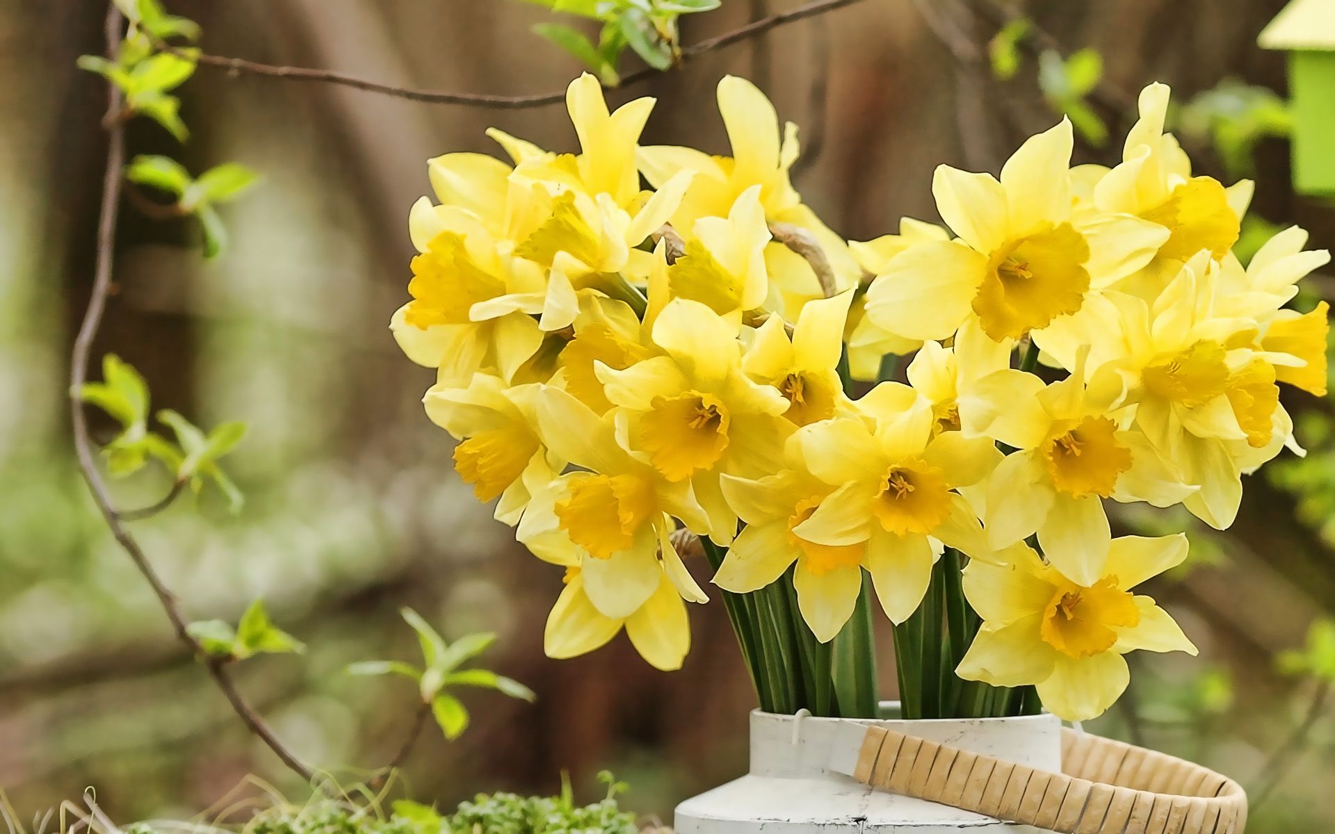 Download wallpaper yellow daffodils, spring flowers, bouquet of daffodils, yellow flowers, daffodilly, Narcissus for desktop with resolution 1920x1200. High Quality HD picture wallpaper