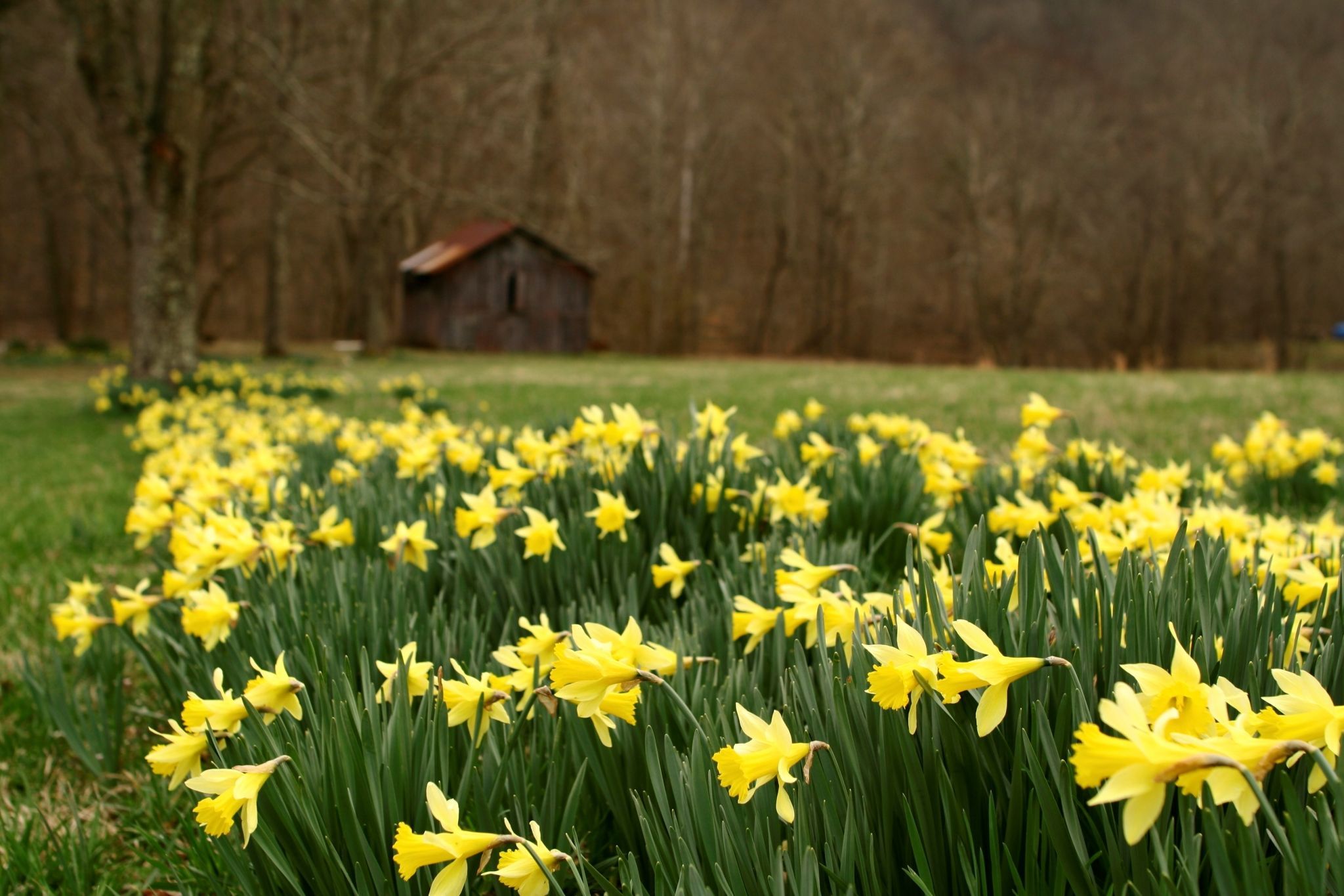 spring desktop background wallpaper. Daffodils, Spring desktop wallpaper, Landscape