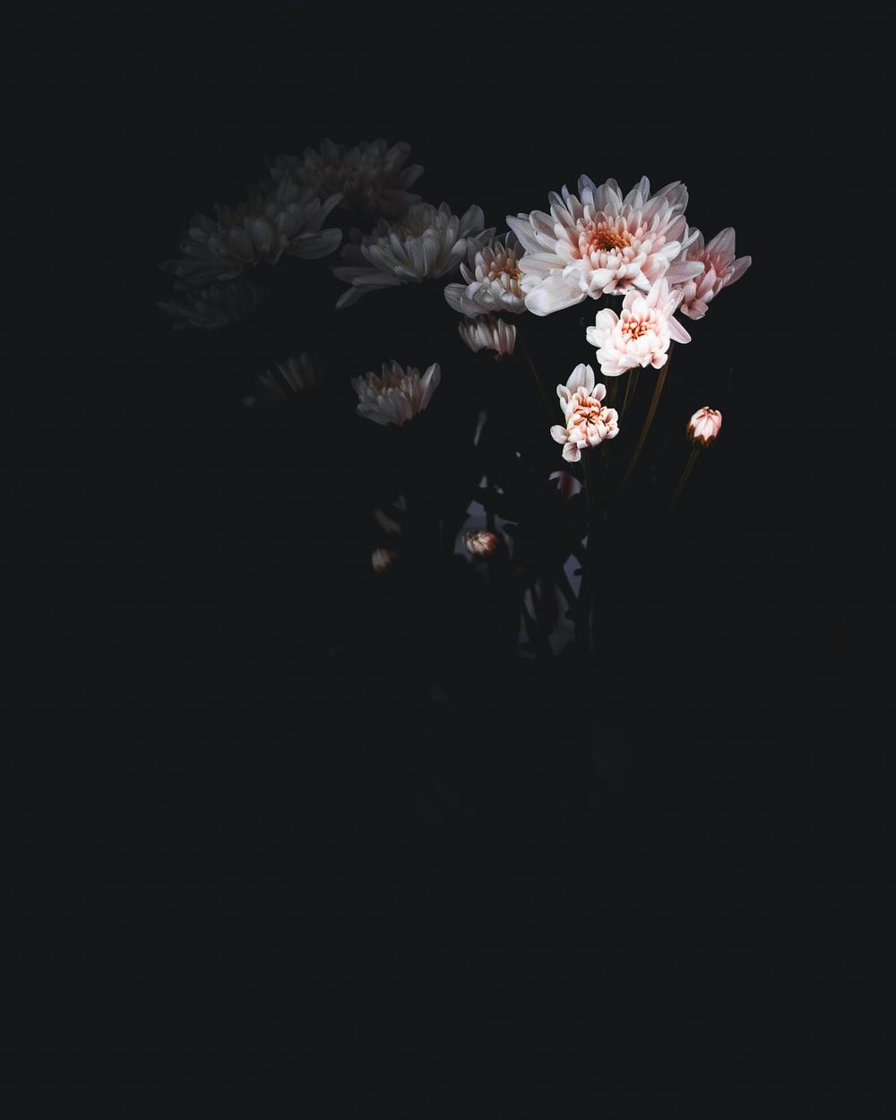 Flower On Dark Background Picture. Download Free Image