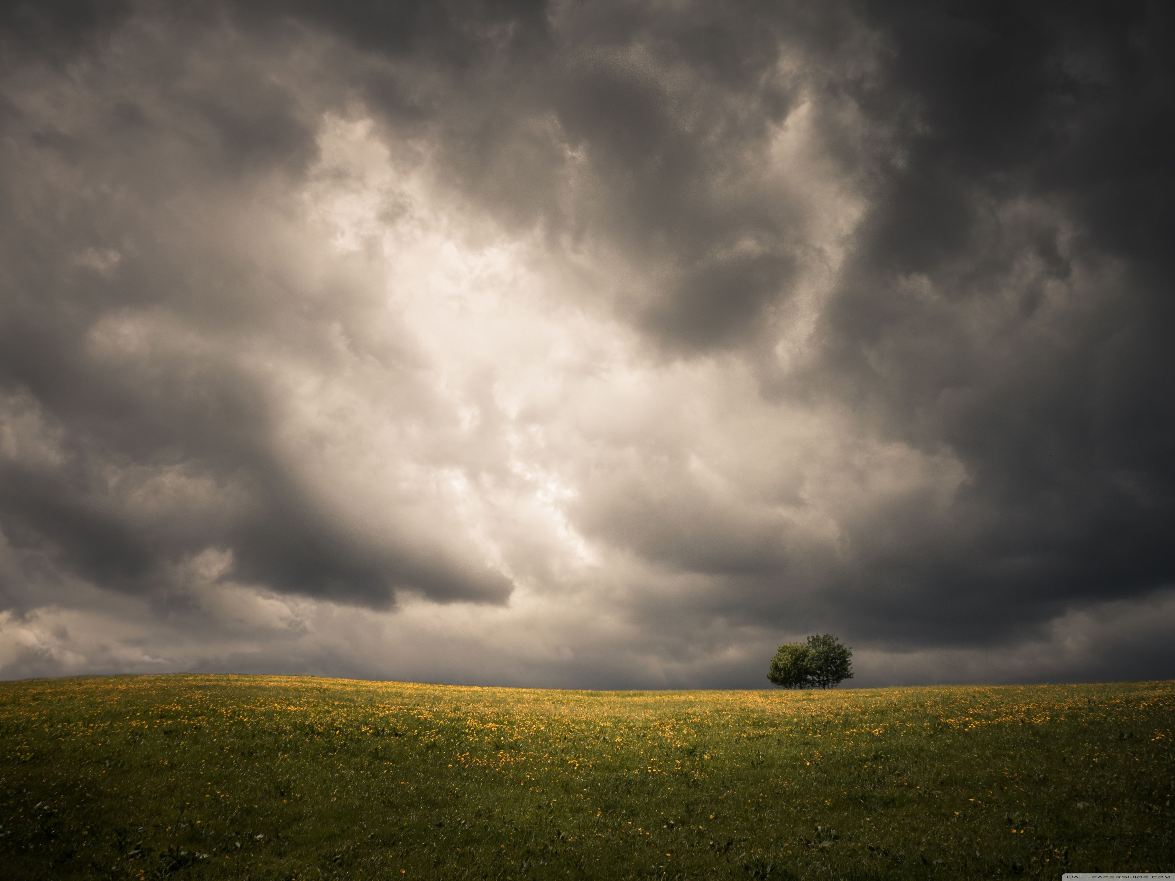 Download Spring, Field, Two Tree, Storm Clouds, Dark Sky UltraHD Wallpaper