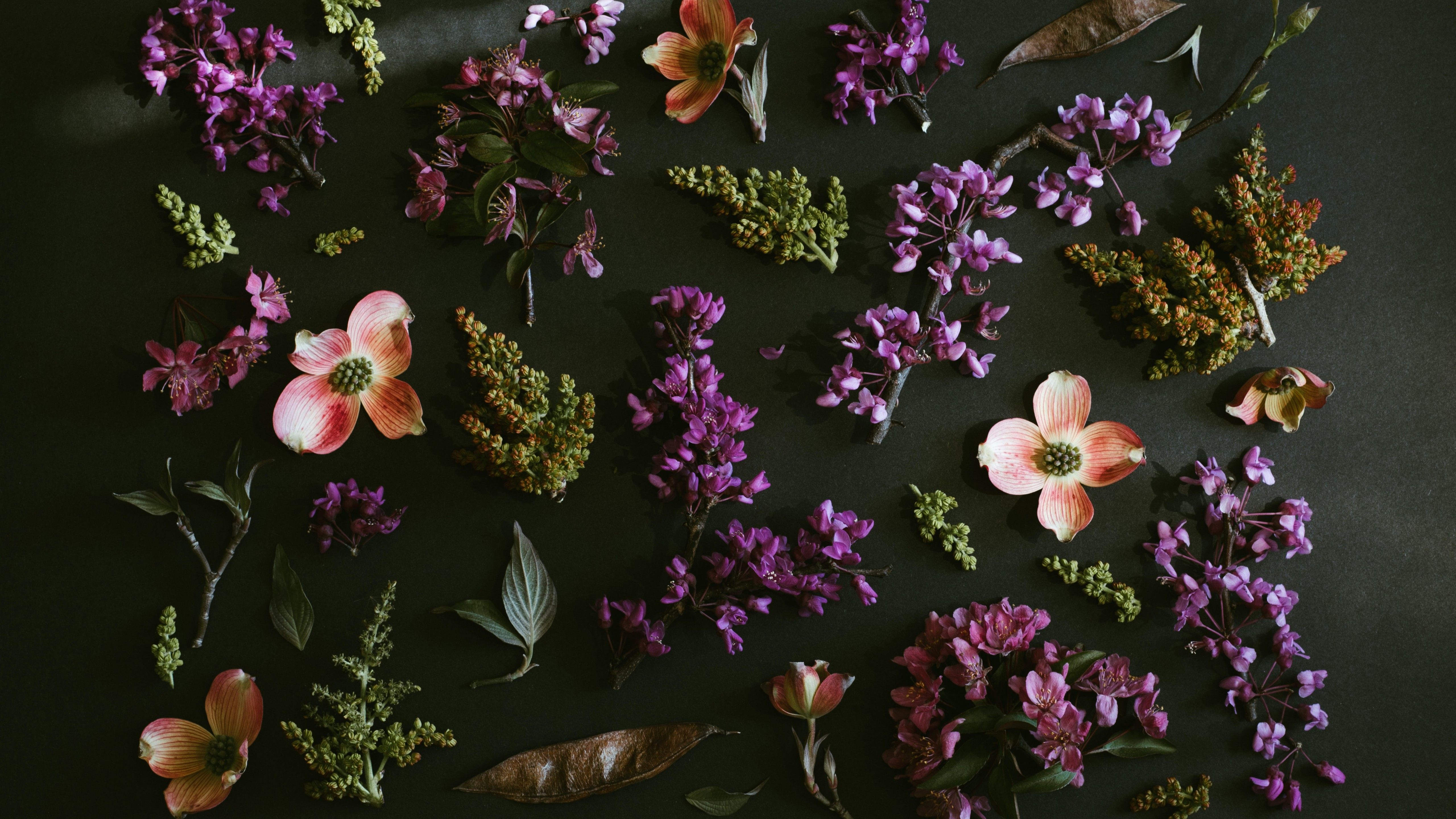 Purple Flowers 4K Wallpaper, Dark background, Spring flowers, Green leaves, Foliage, 5K, Flowers