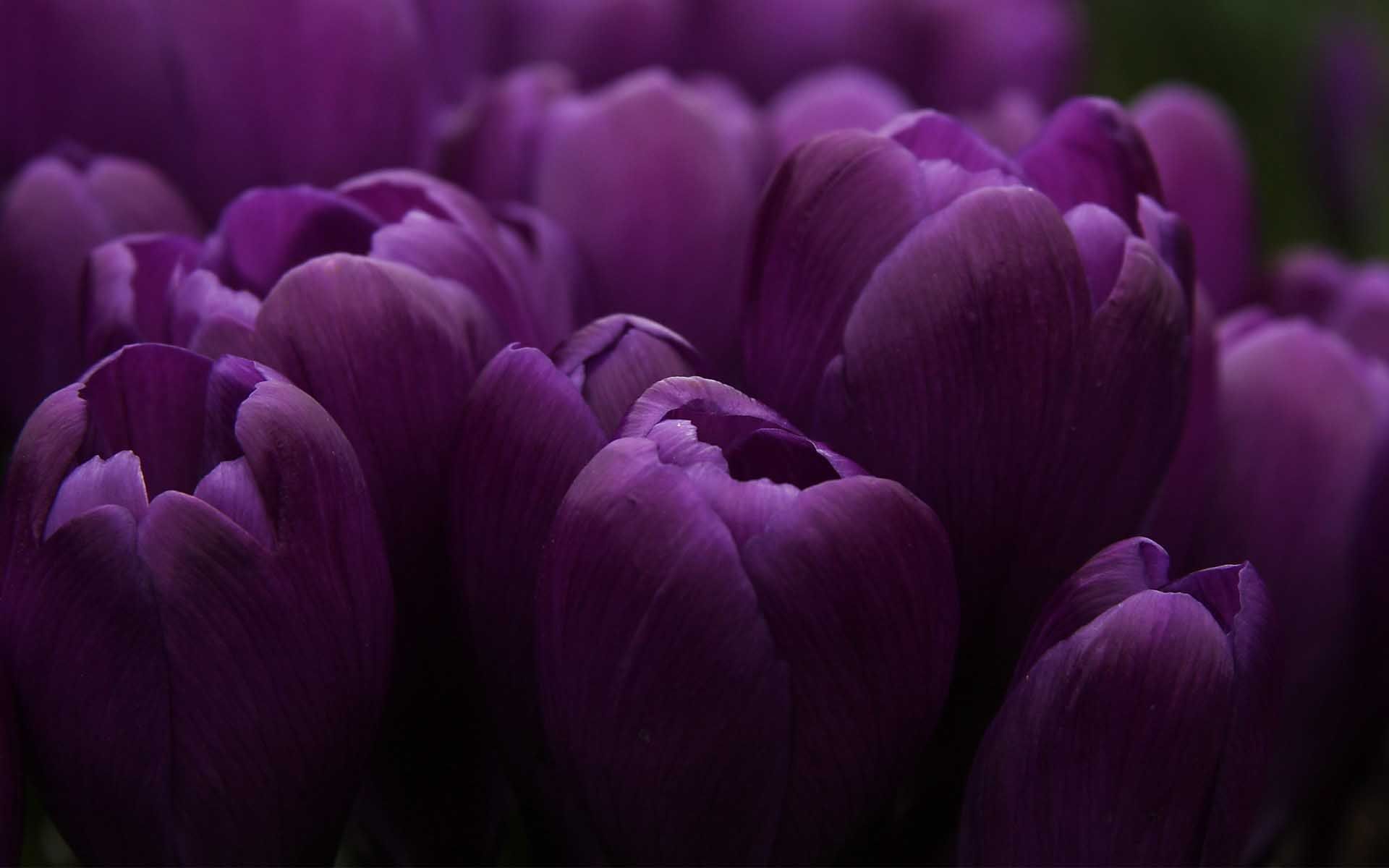 Flower Many Mauve Hi Res Wallpaper 1920x1200 PC Wallpaper. Purple tulips, Dark flowers, Purple flowers wallpaper