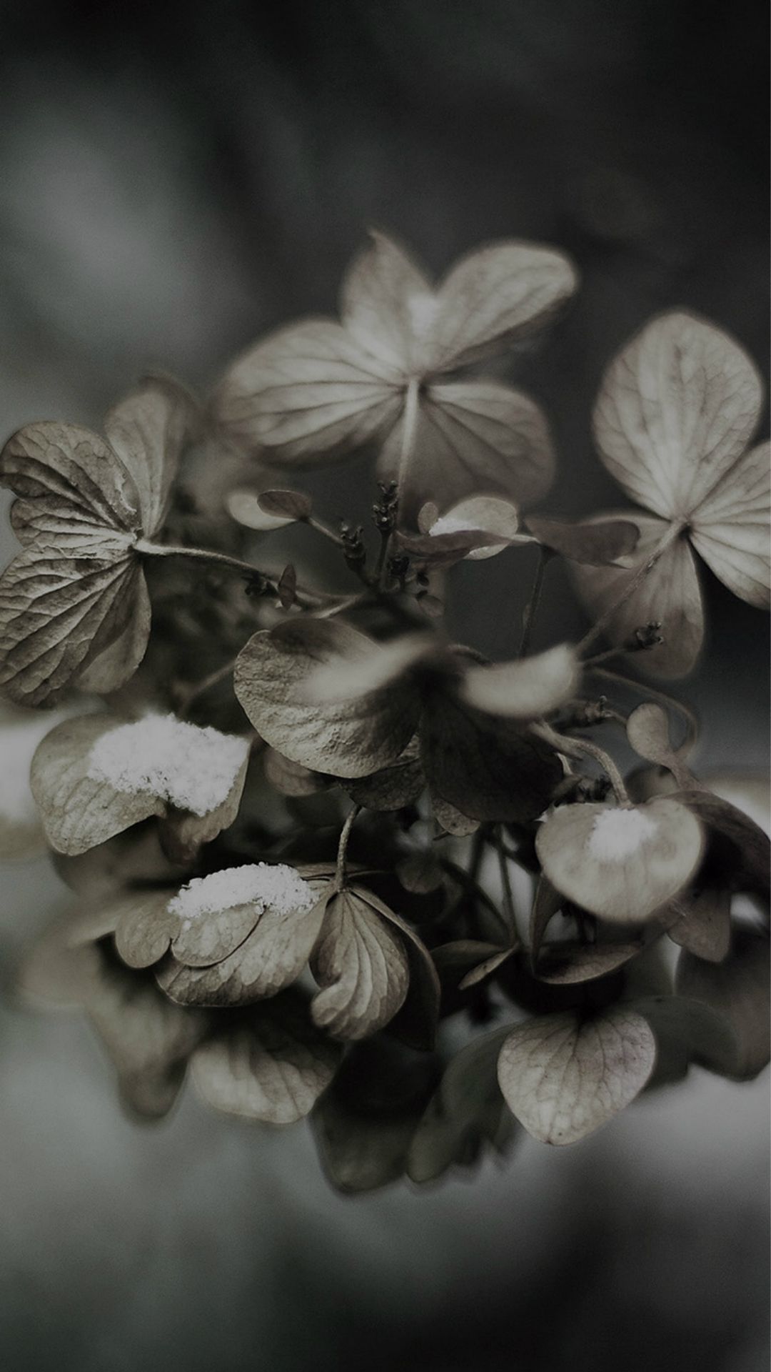 Snow Flower Winter Bokeh Dark Nature iPhone 6 Wallpaper Download. iPhone Wallpaper,. Nature iphone wallpaper, iPad air wallpaper, Flowers photography wallpaper