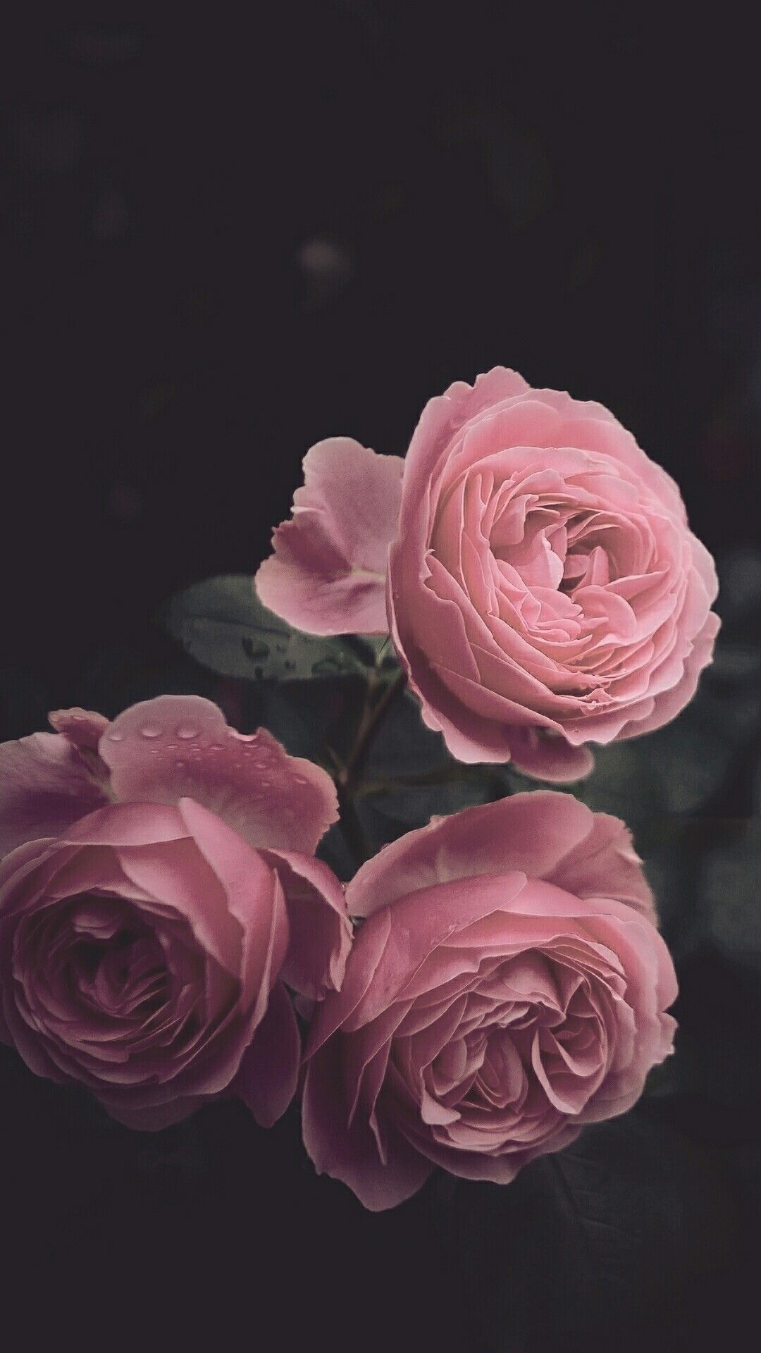 Dark iPhone wallpaper #darkiphonewallpaper #Dark iPhone wallpaper#dark #darkiphonewallpaper #ip. Floral wallpaper iphone, Floral wallpaper, Pink wallpaper iphone