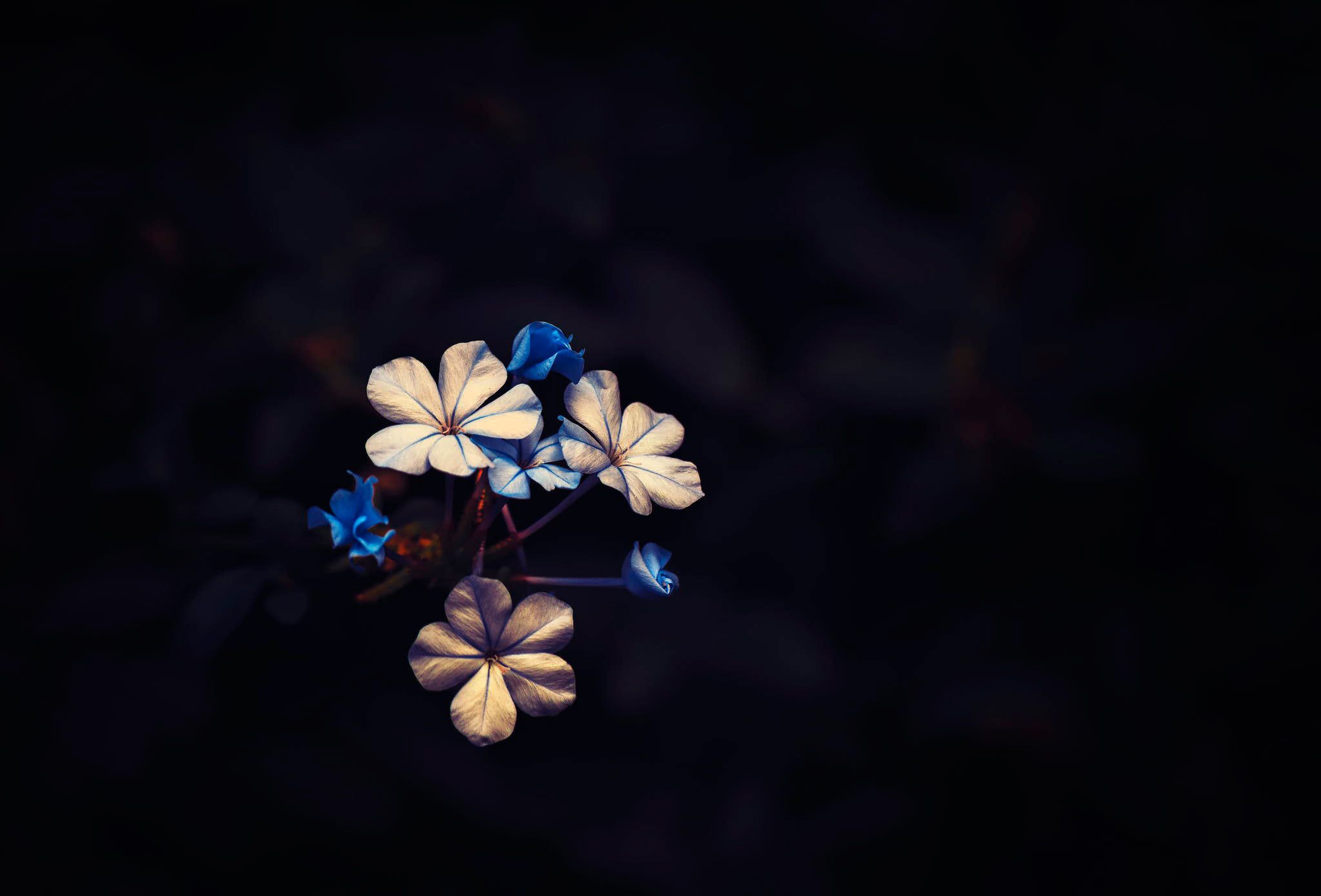 Flower, Dark, Revival, Little Bloom, Black Background, Flowers Wallpaper HD