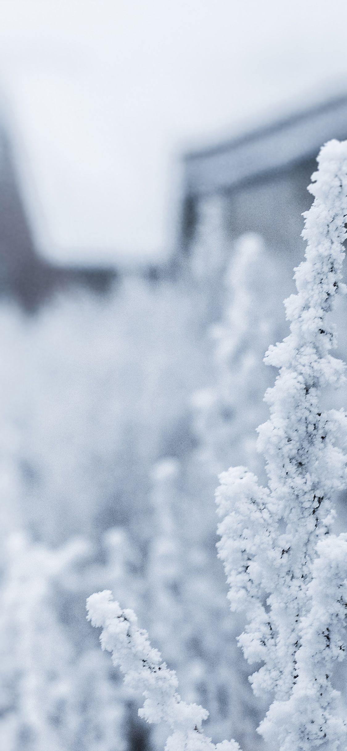 iPhone X wallpaper. snow white winter flower