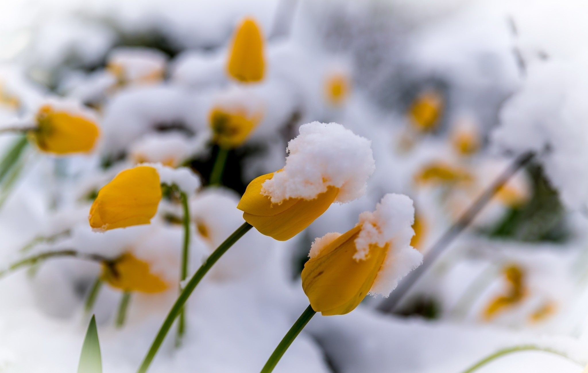 The most beautiful flowers for a winter wedding