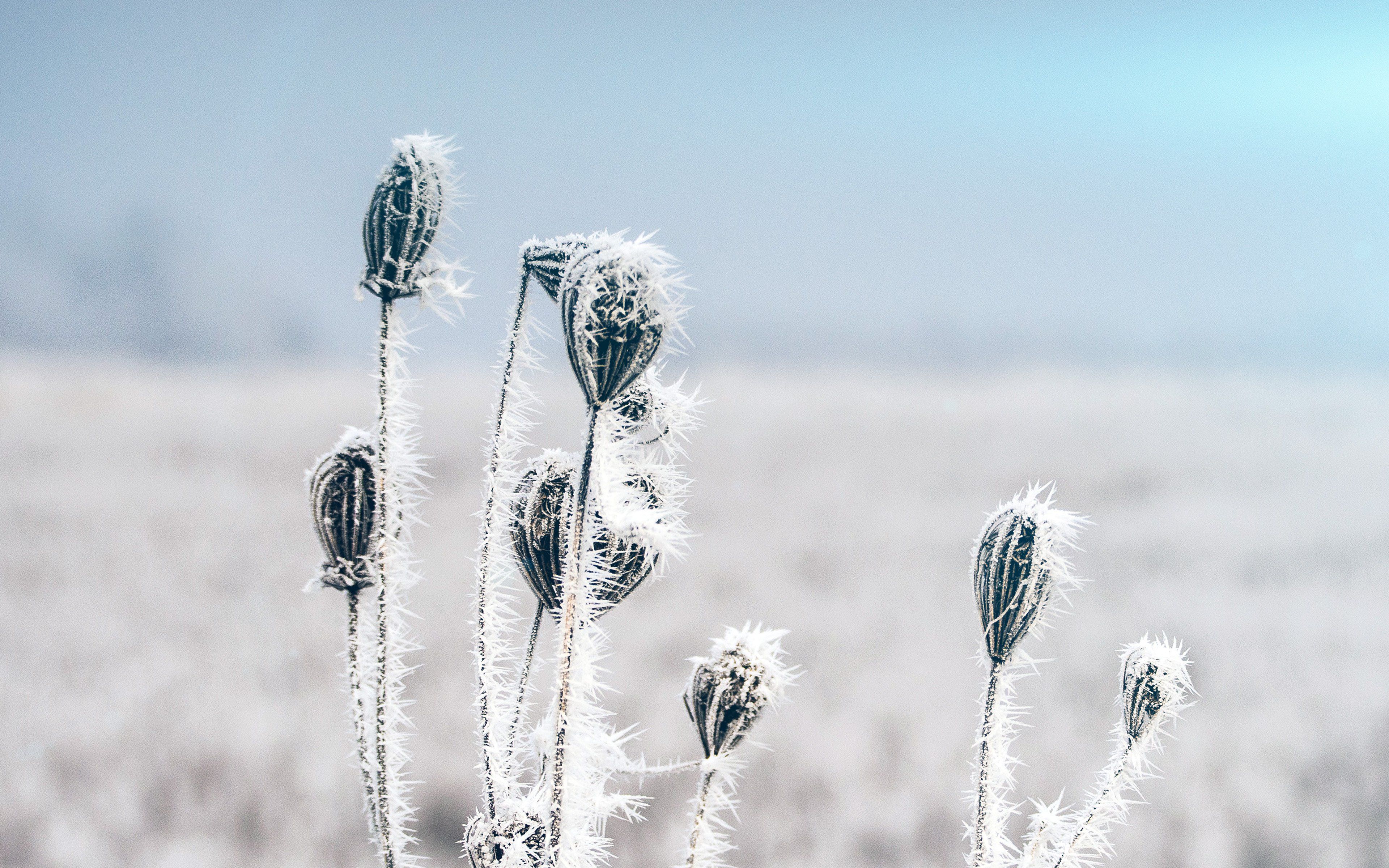 4K Winter wallpaper for iPhone, iPad, or MacBook