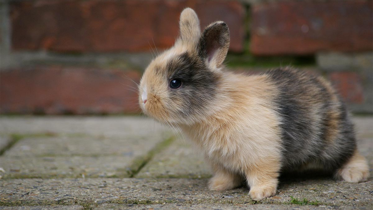 Baby Bunny